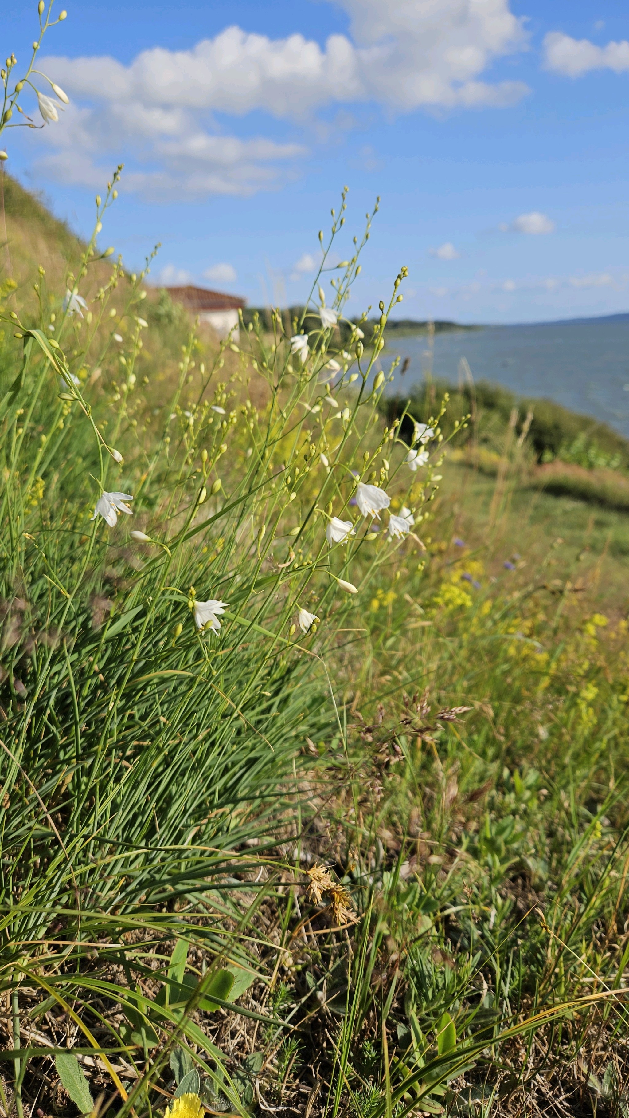 Anthericum ramosum (alternate view 3)