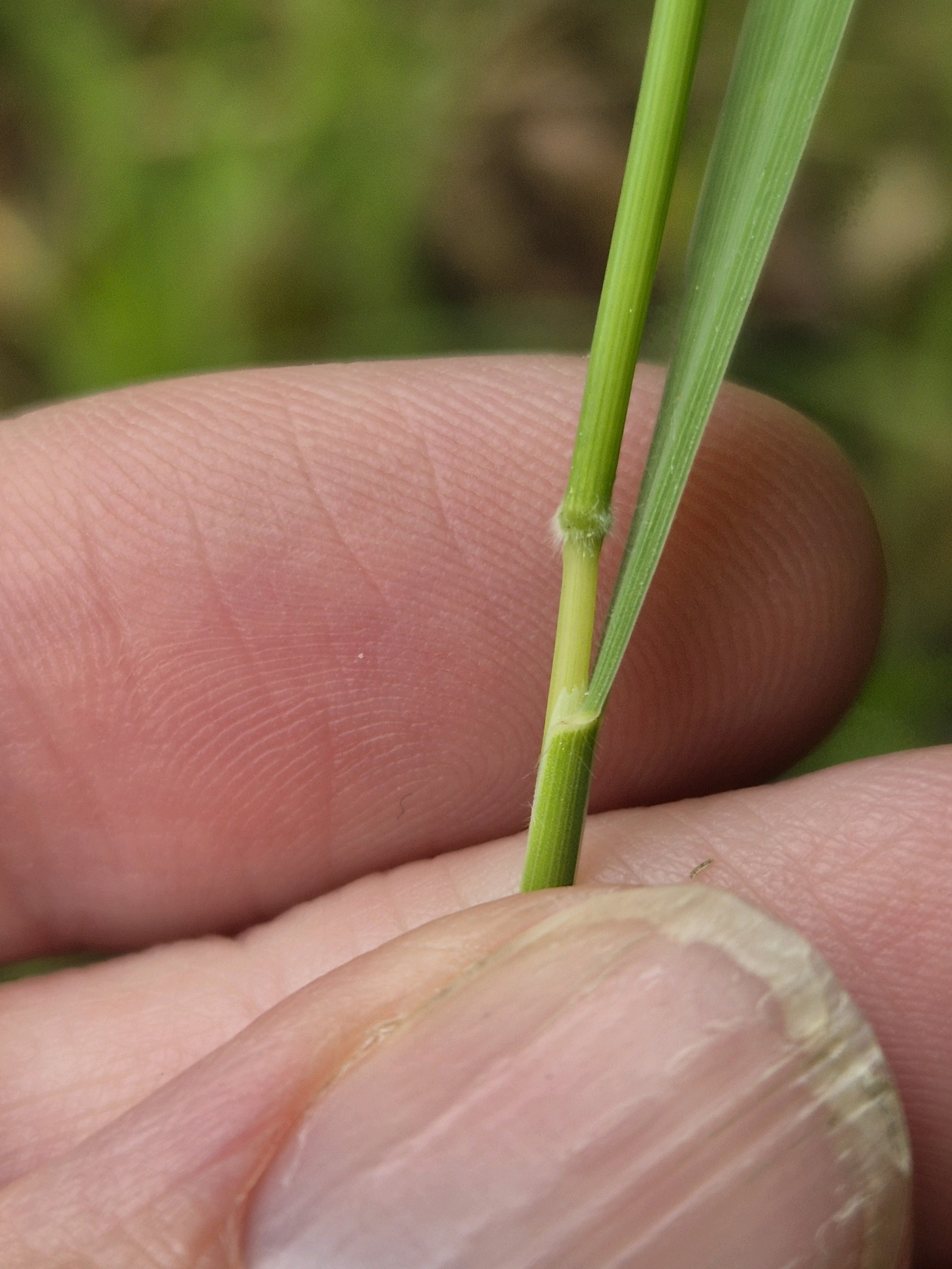 Holcus mollis (creeping velvet grass) (alternate view 13)