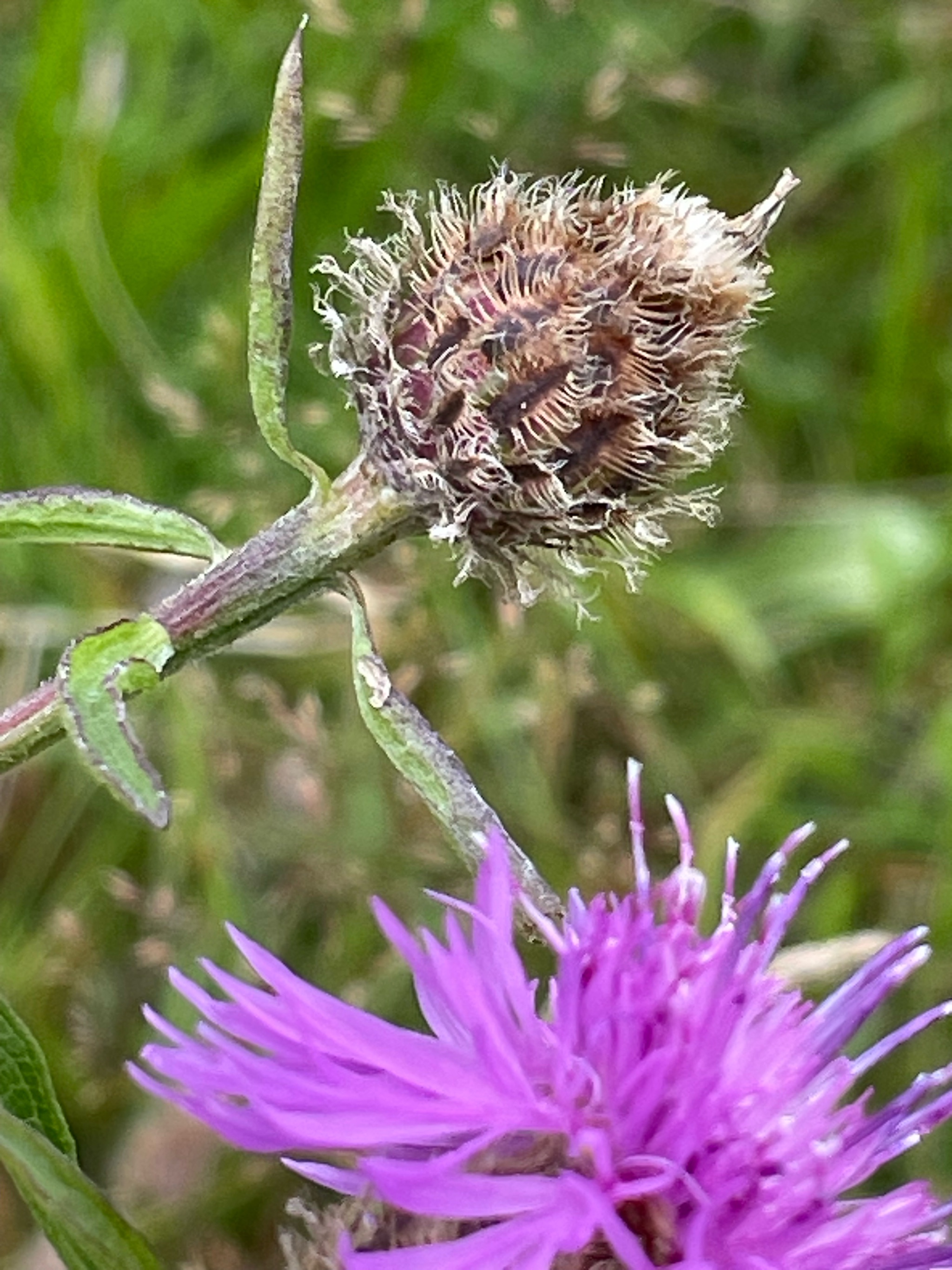 Centaurea debeauxii (Chalk Knapweed) (alternate view 10)