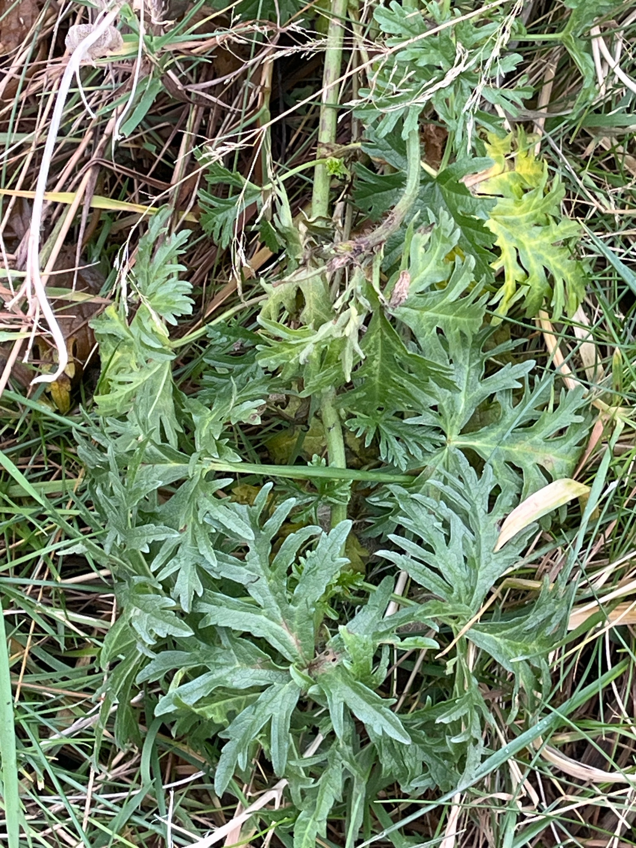 Malva moschata (musk mallow) (alternate view 12)