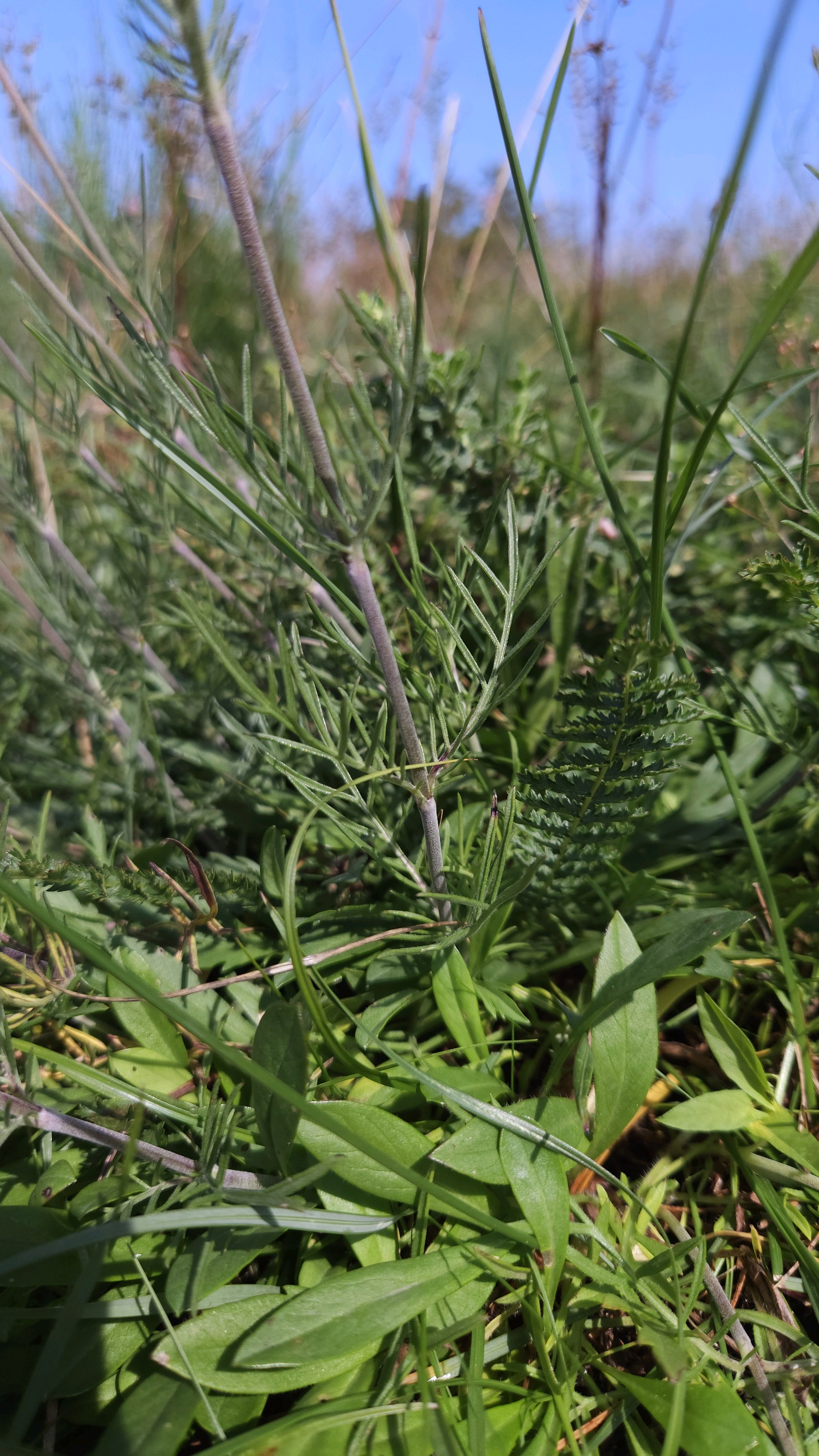 Scabiosa canescens (Gray Pincushion Flower) (alternate view 10)