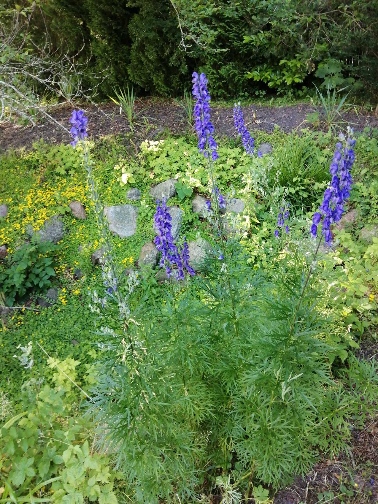 Aconitum napellus (Common Monkshood) (alternate view 11)
