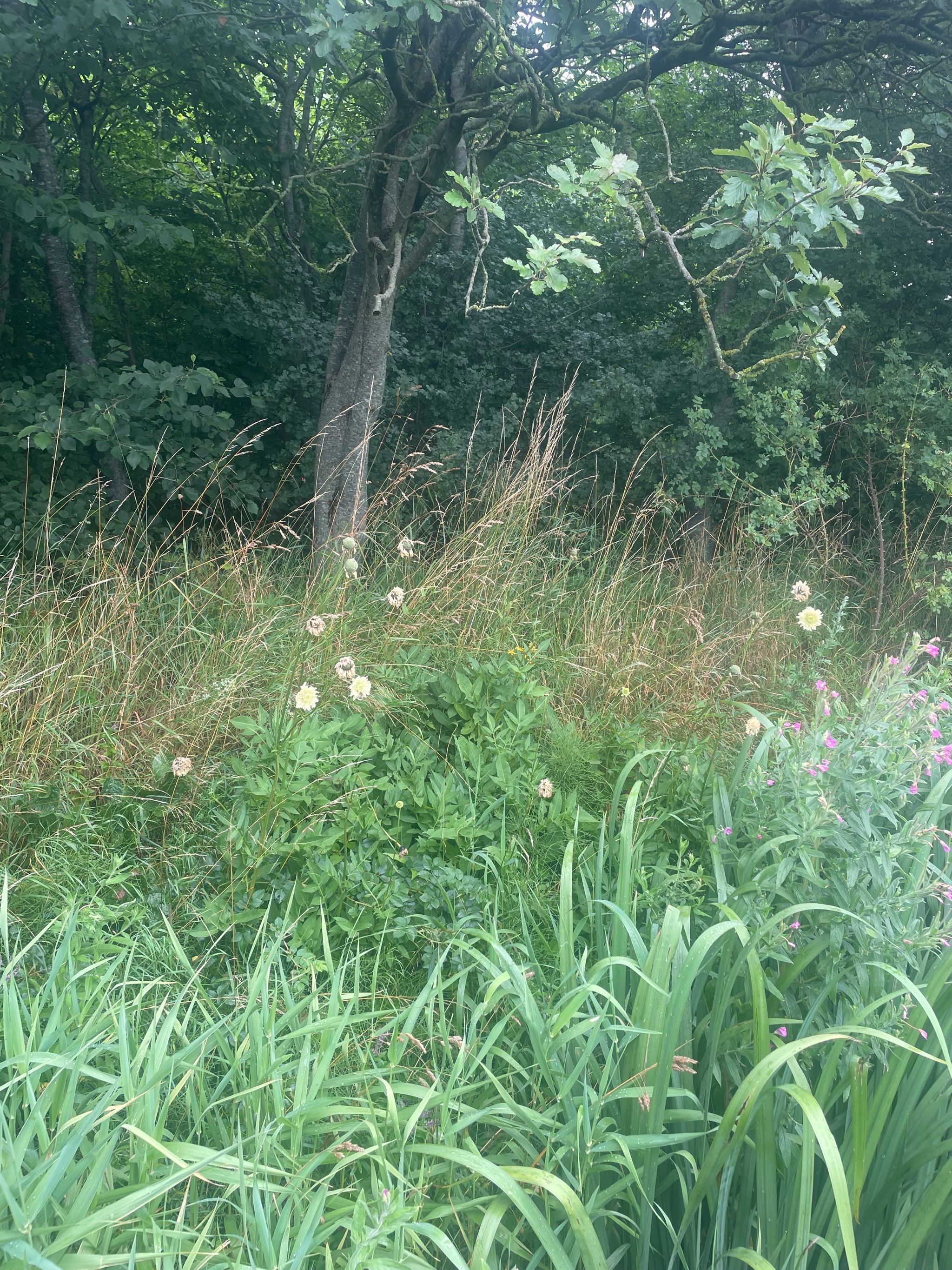 Cephalaria gigantea (Giant Scabious) (alternate view 13)