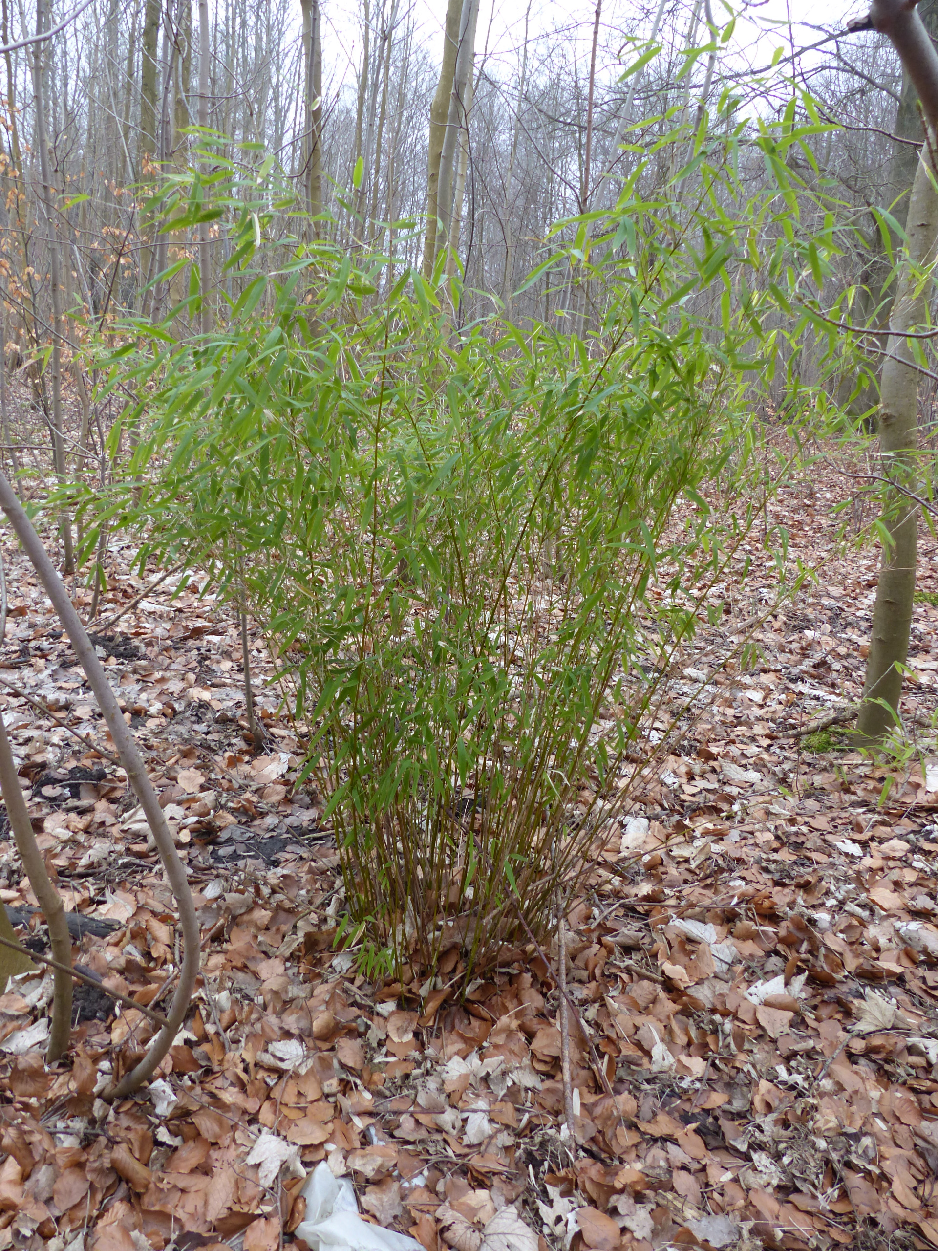Fargesia murielae (Umbrella Bamboo) (alternate view 3)