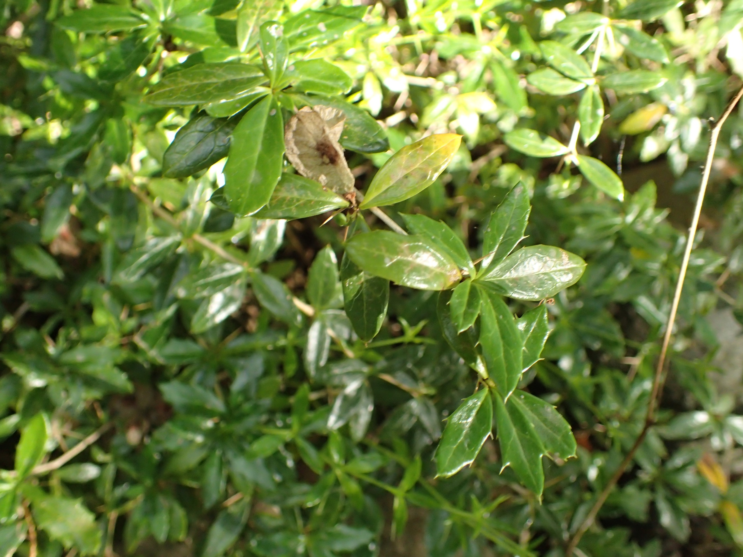 Berberis candidula (Paleleaf Barberry) (alternate view 3)