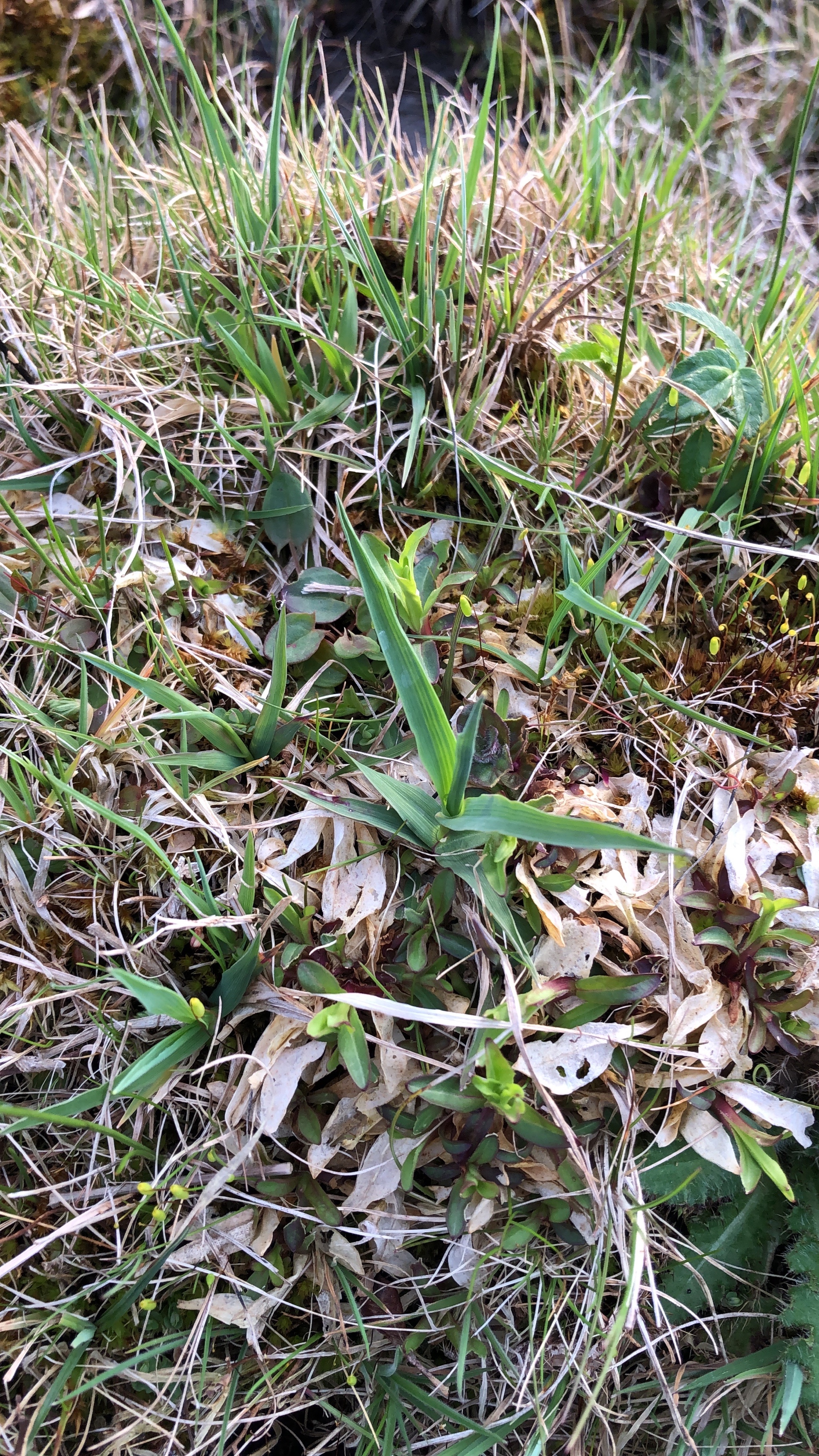 Briza media (Quaking-grass) (alternate view 12)