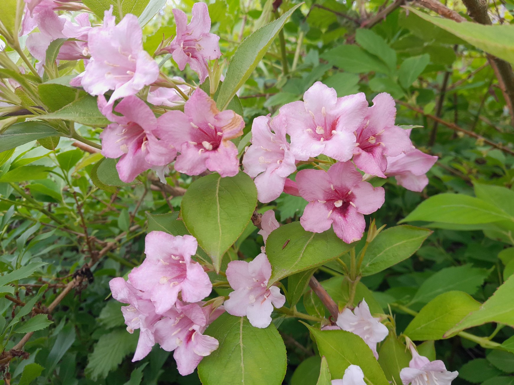 Weigela florida (weigela) (alternate view 13)