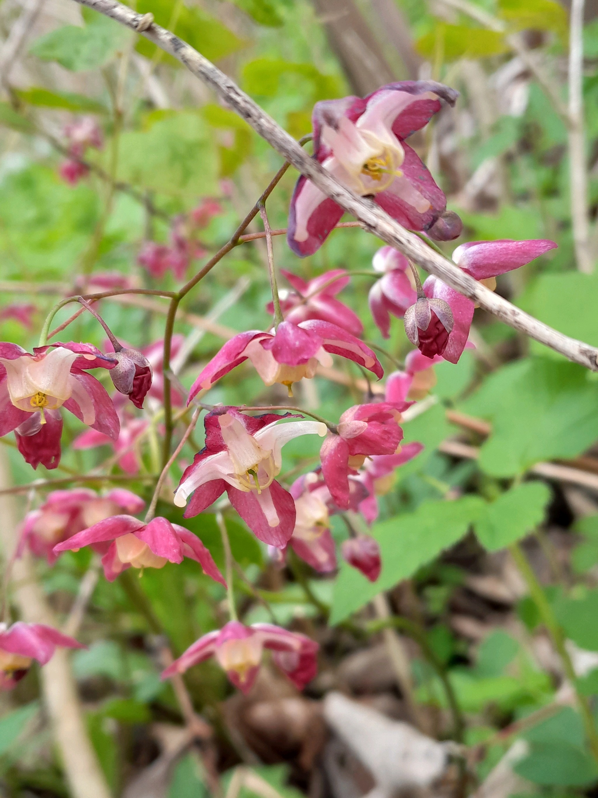 Epimedium x rubrum (alternate view 12)