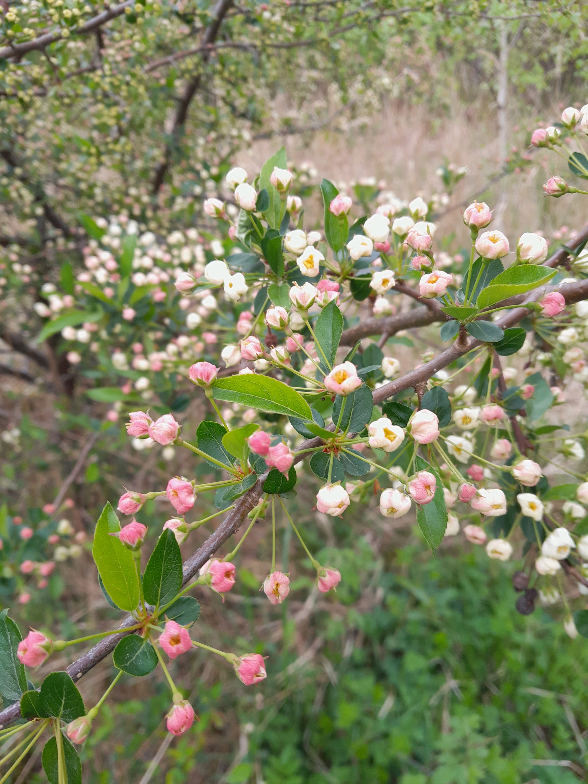 Malus sargentii (Sargent Crabapple Tree) (alternate view 4)