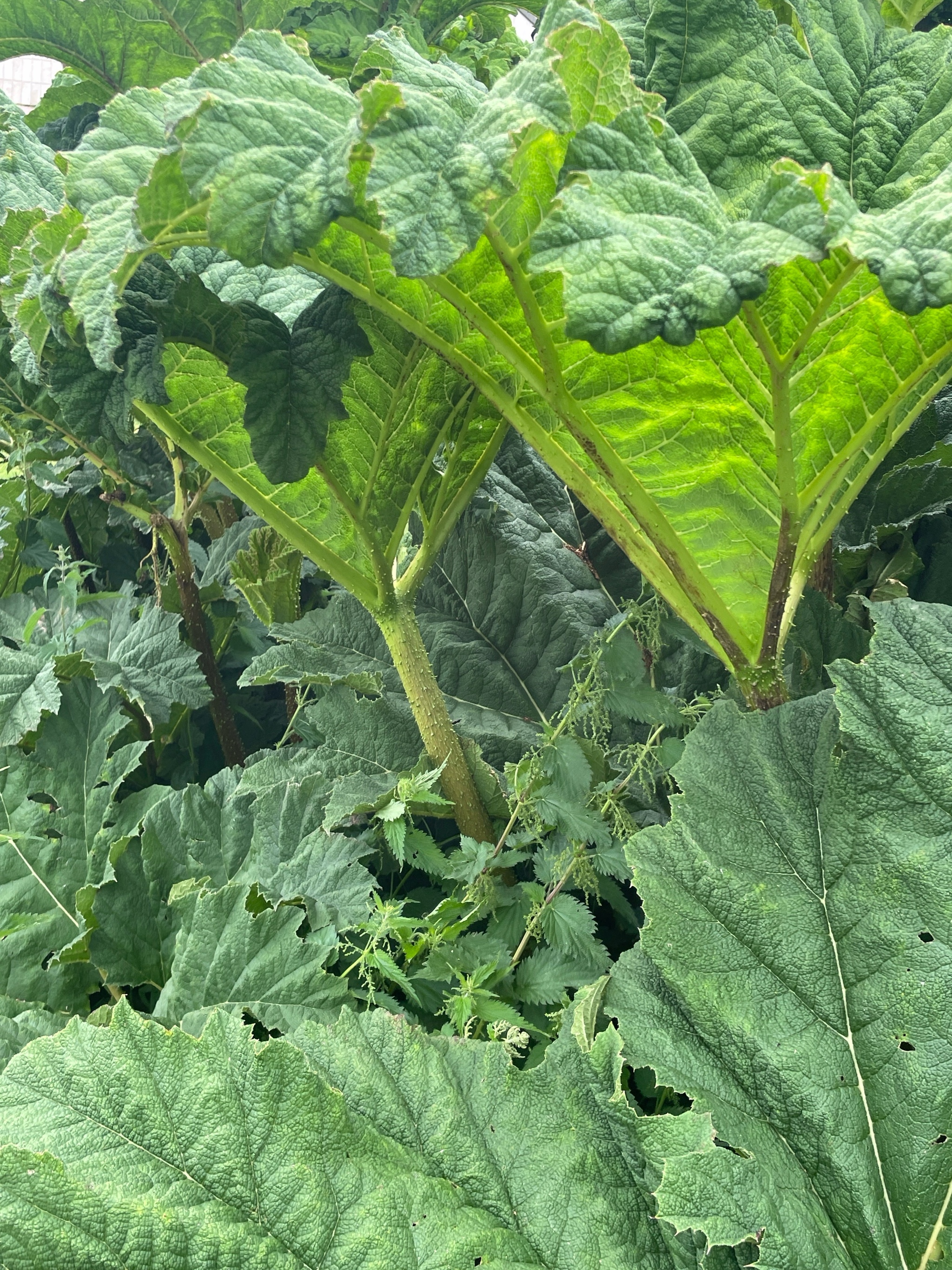 Gunnera manicata (gunnera) (alternate view 11)