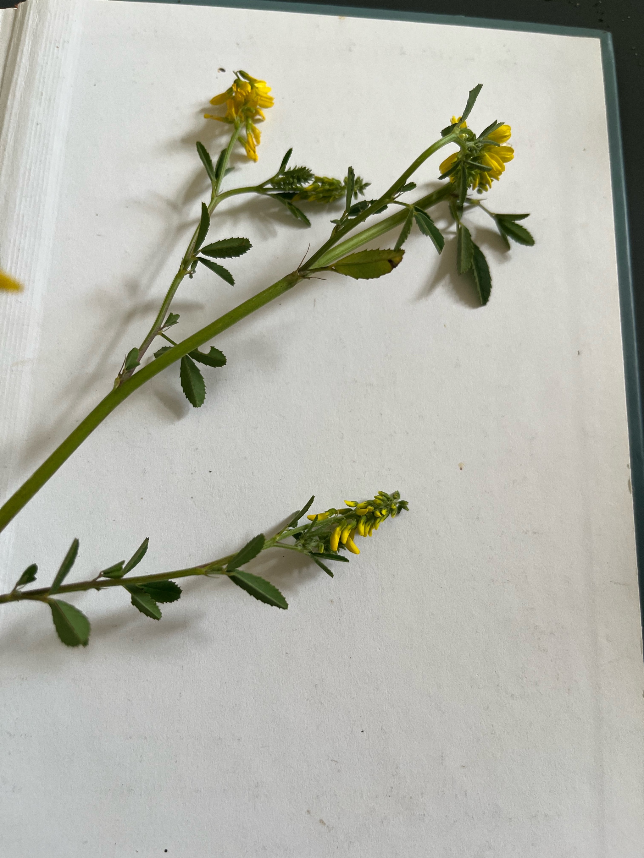 Melilotus altissimus (tall melilot) (alternate view 13)