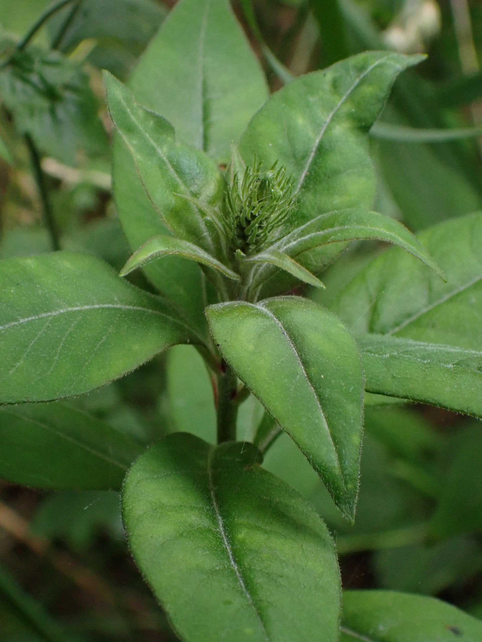Lysimachia clethroides (Gooseneck Loosestrife) (alternate view 2)