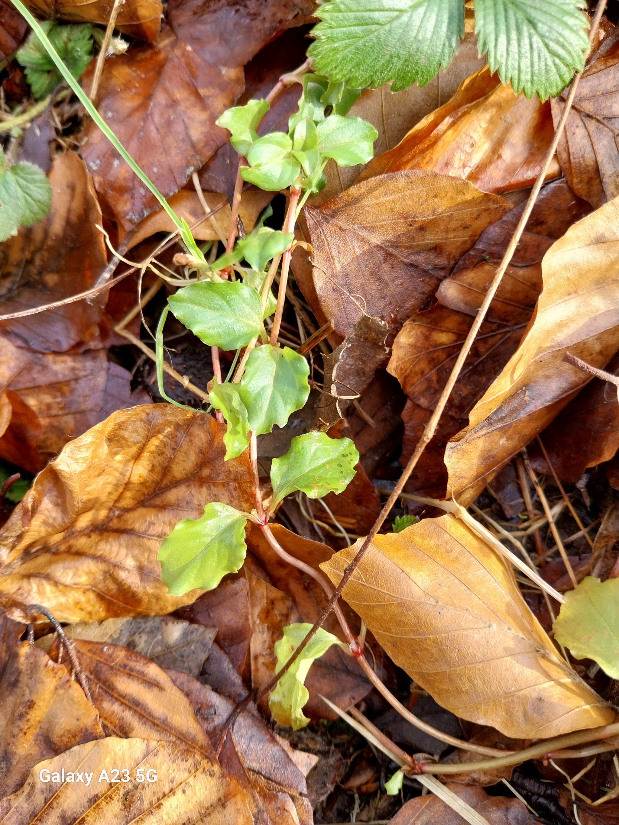 Lysimachia nemorum (Yellow Pimpernel) (alternate view 11)