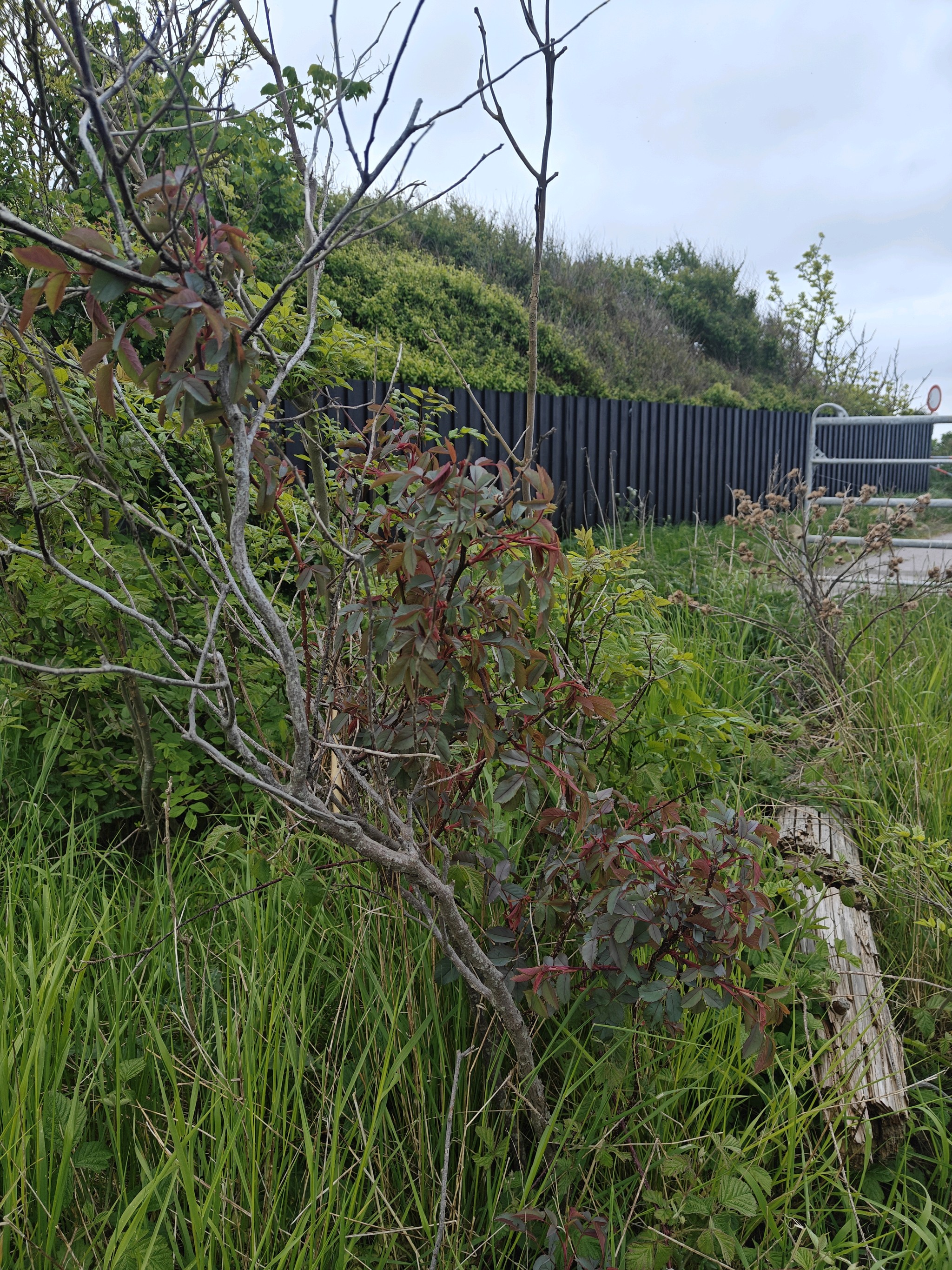 Rosa glauca (redleaf rose) (alternate view 12)
