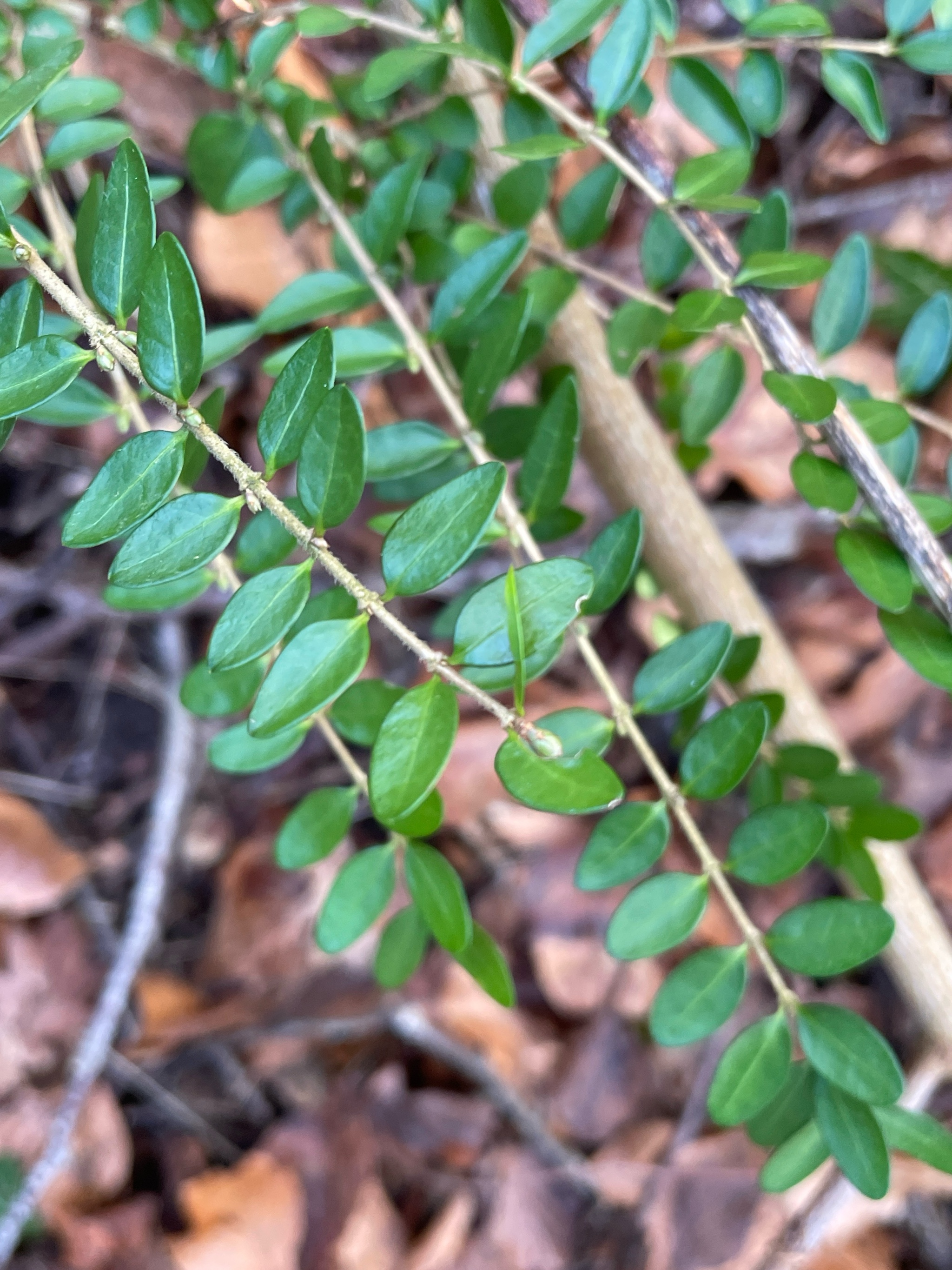 Lonicera nitida (Boxleaf Honeysuckle) (alternate view 3)