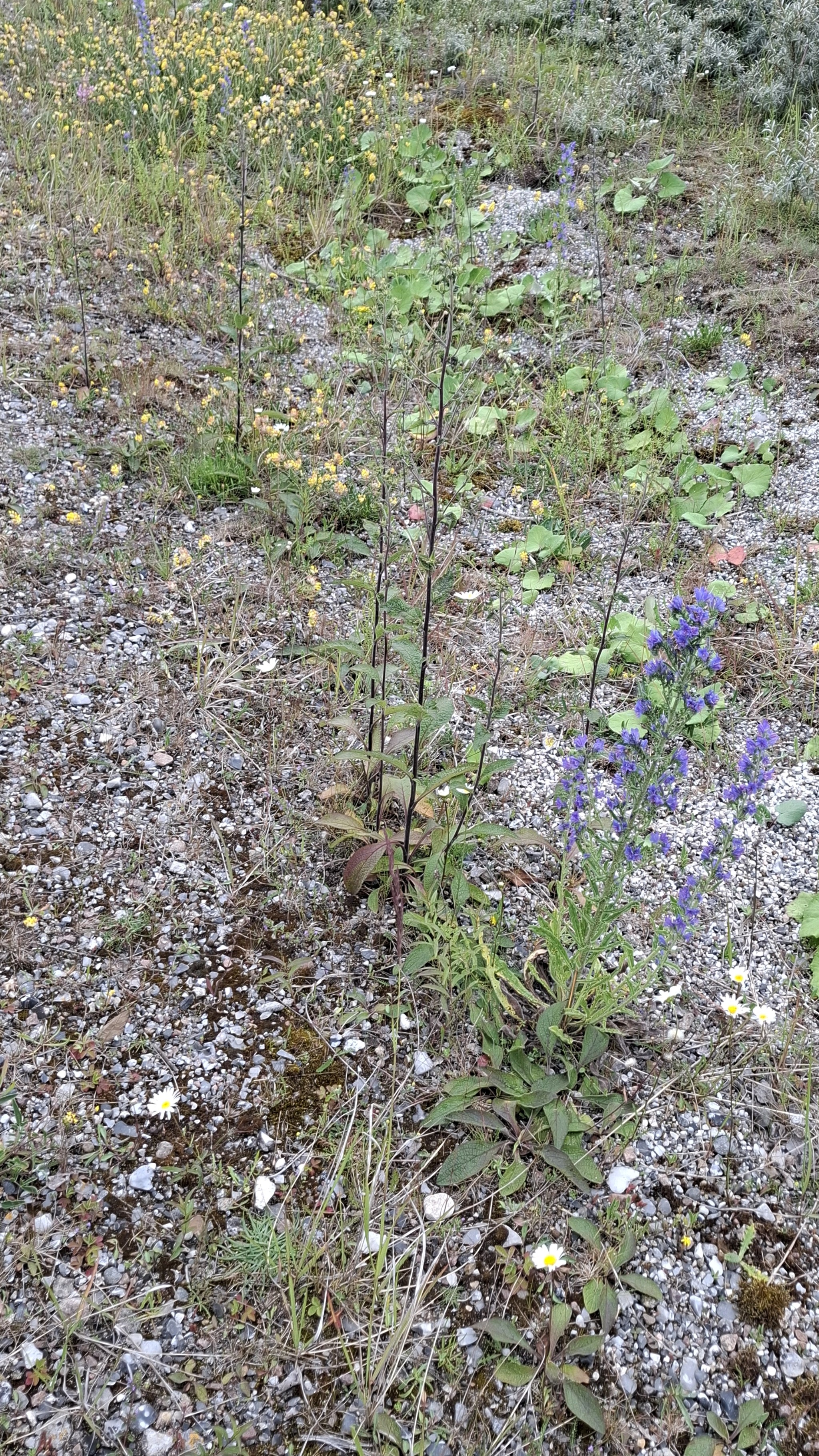 Pentanema squarrosum (Ploughman's-spikenard) (alternate view 13)