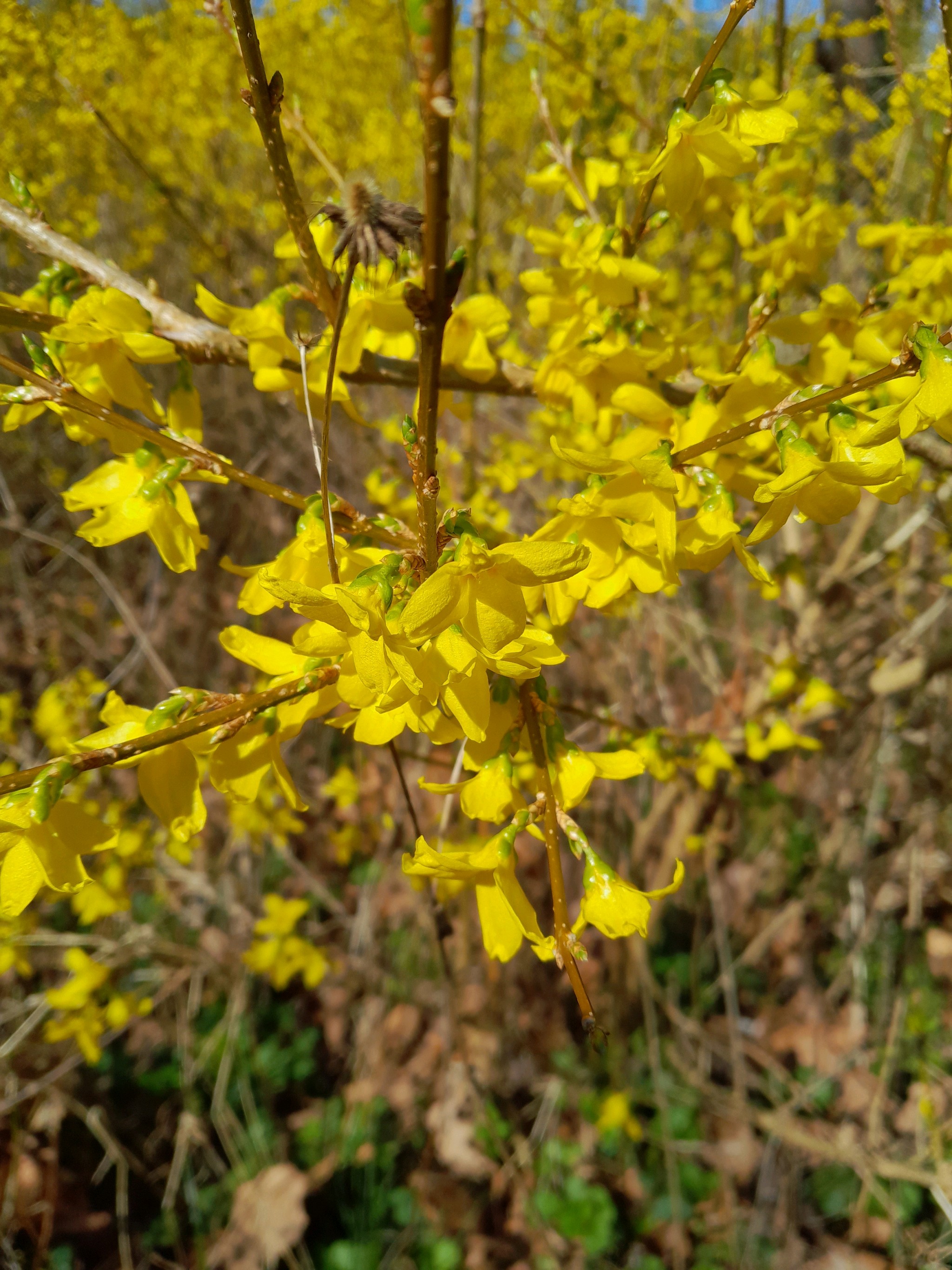 Forsythia x intermedia (hybrid forsythia) (alternate view 14)