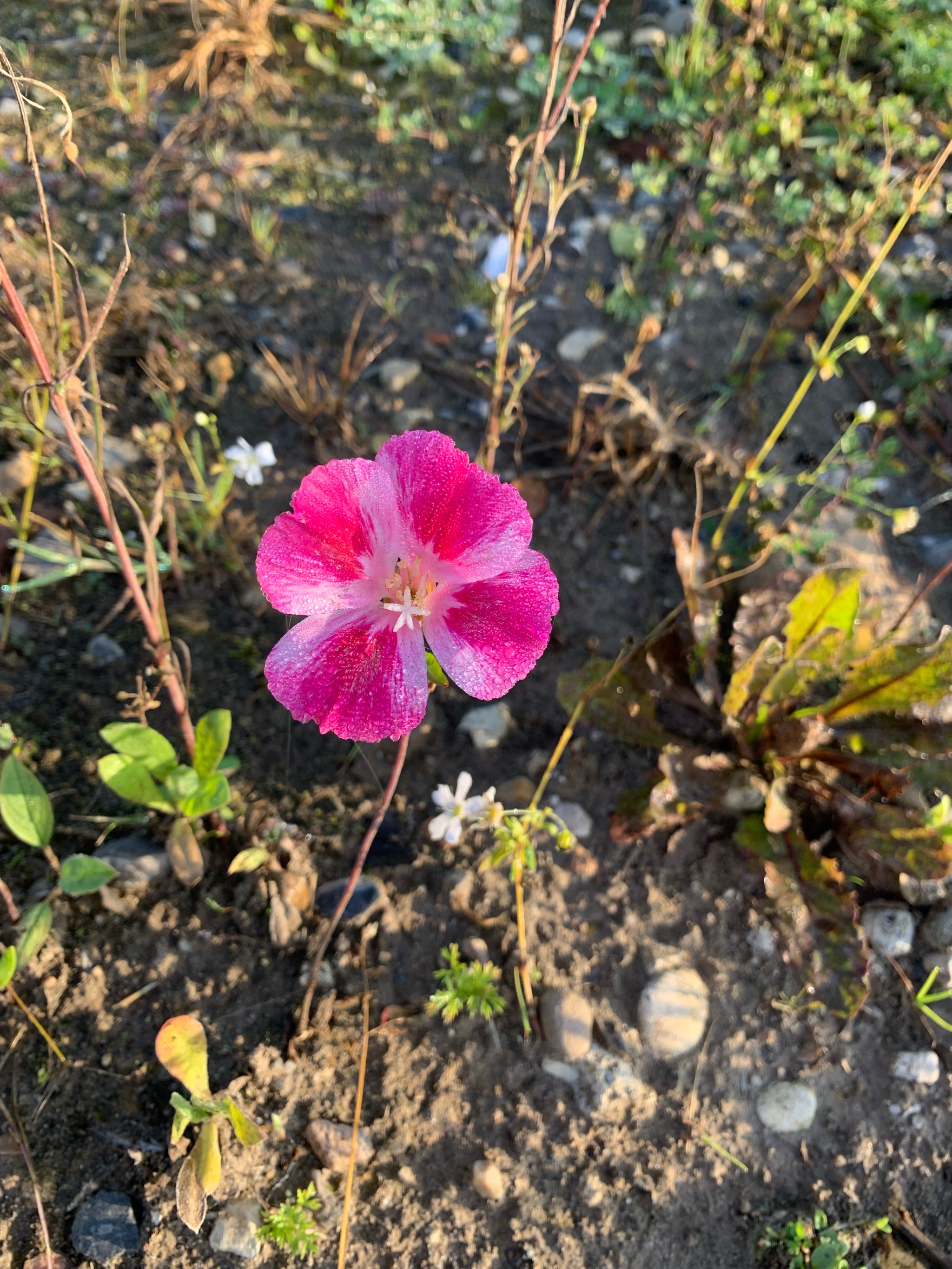 Clarkia amoena (Farewell-To-Spring) (alternate view 2)