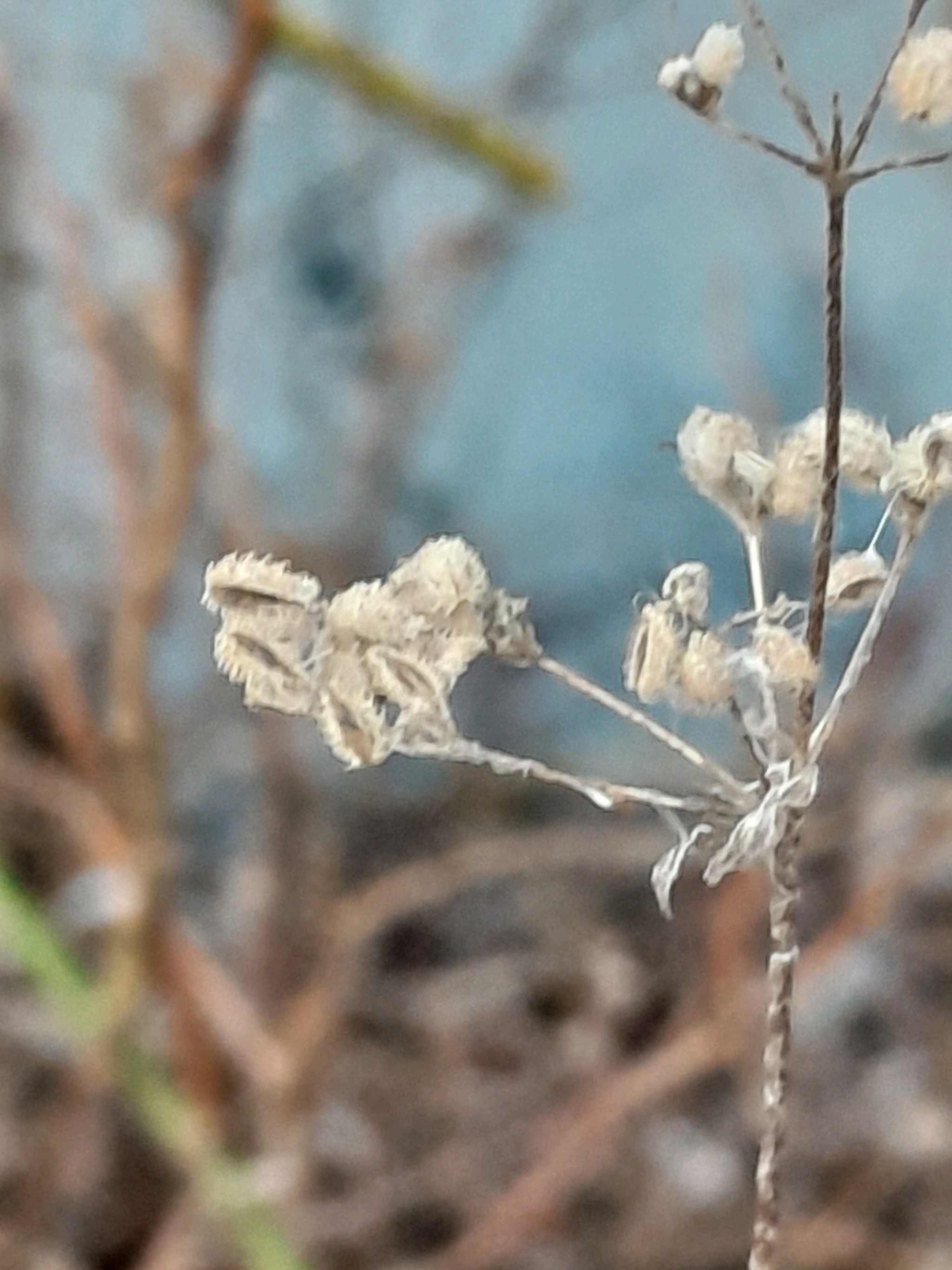 Torilis japonica (upright hedge-parsley) (alternate view 12)