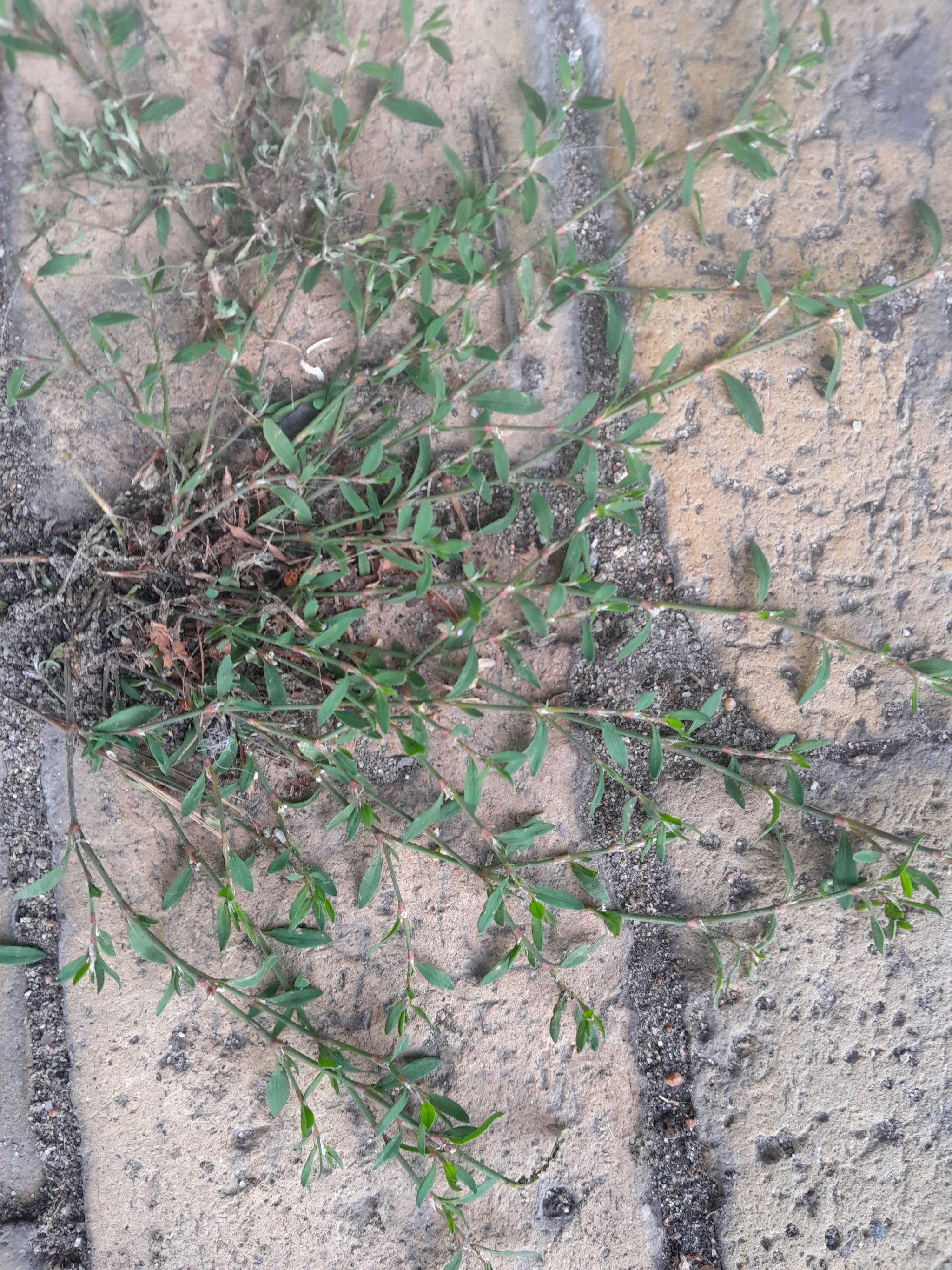 Polygonum arenastrum (Oval Leaf Knotweed) (alternate view 14)