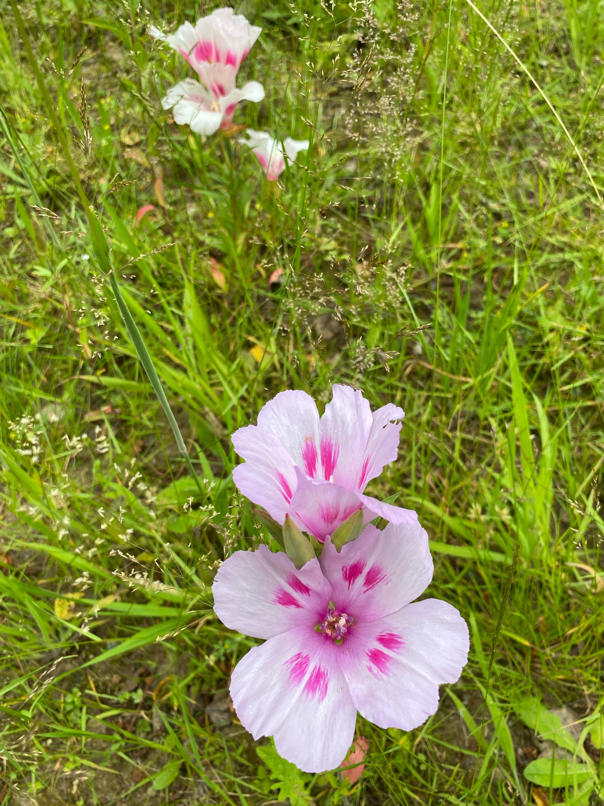 Clarkia amoena (Farewell-To-Spring)