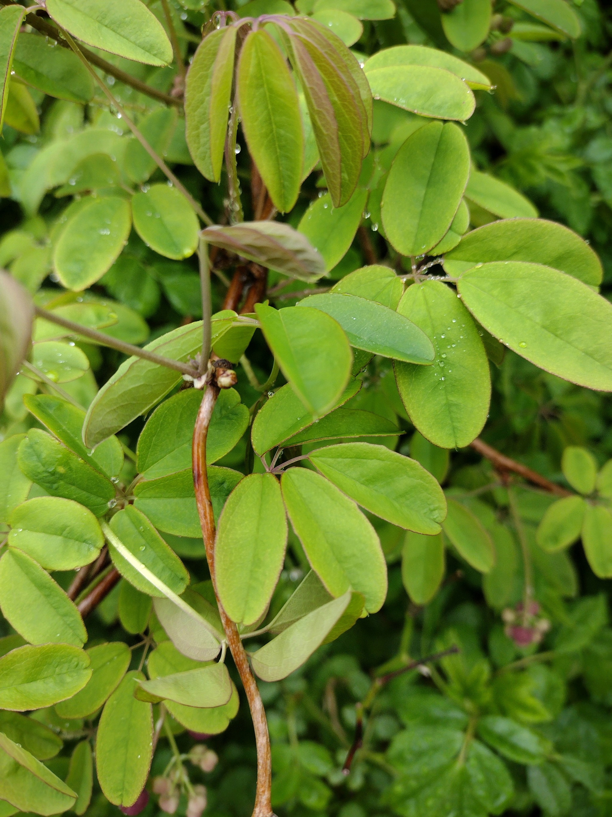 Akebia quinata (five-leaved akebia) (alternate view 2)