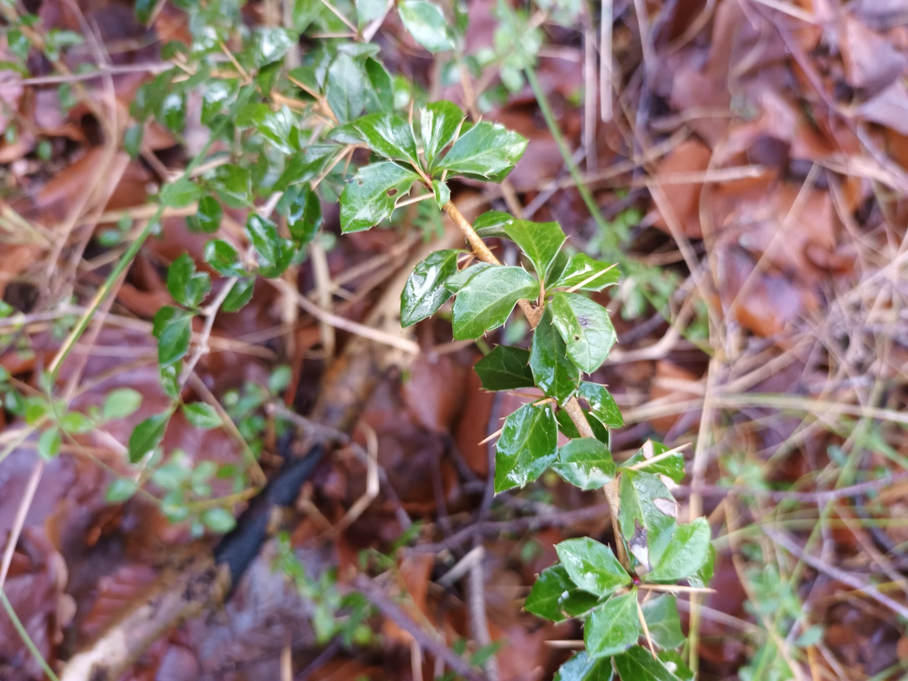 Berberis verruculosa (Warty barberry)