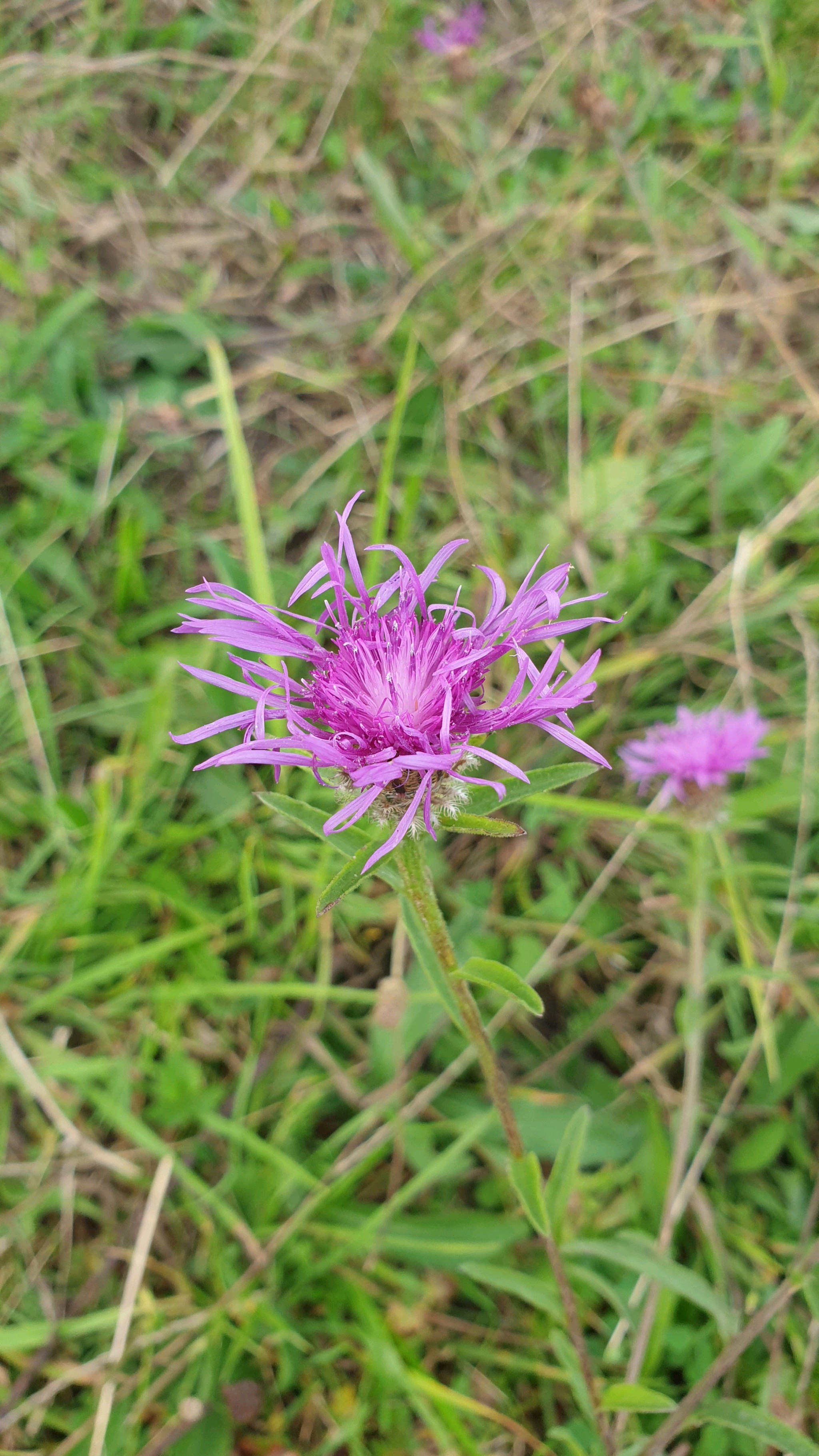 Centaurea debeauxii (Chalk Knapweed) (alternate view 11)