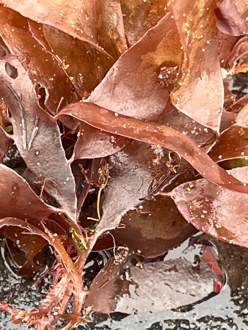 Palmaria palmata (Dulse) (alternate view 6)