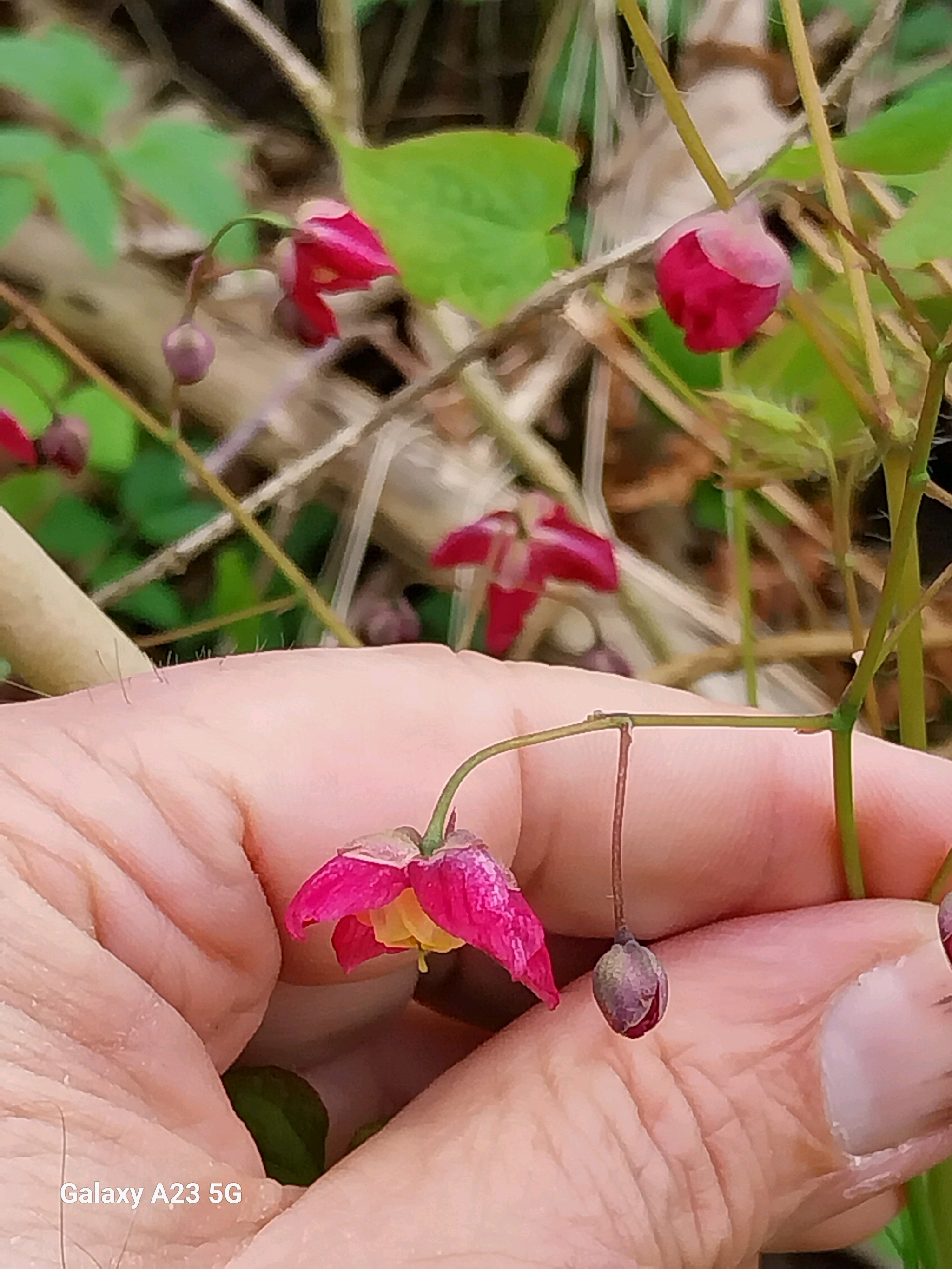Epimedium x rubrum (alternate view 11)