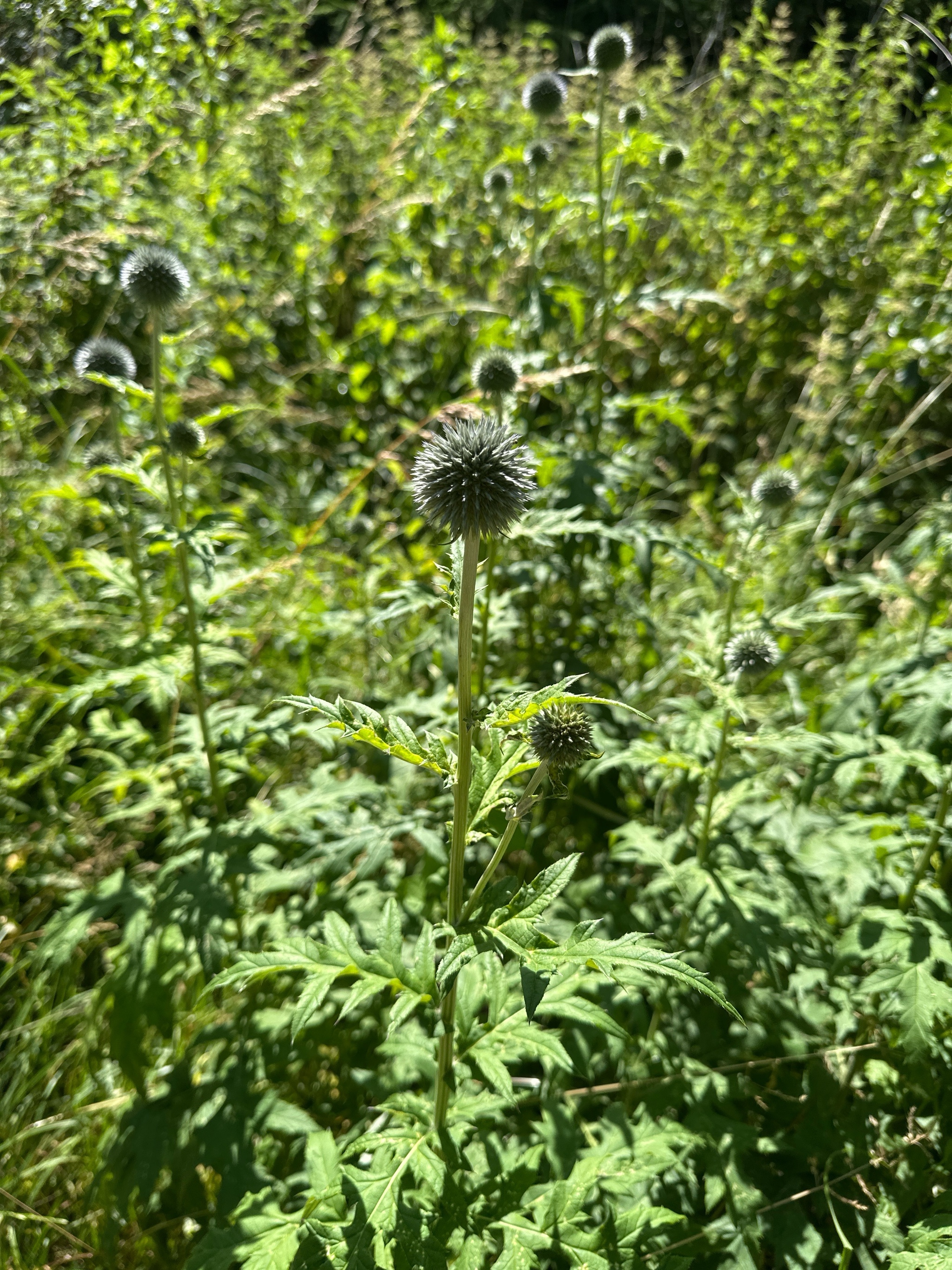 Echinops bannaticus (Blue Globe Thistle) (alternate view 12)