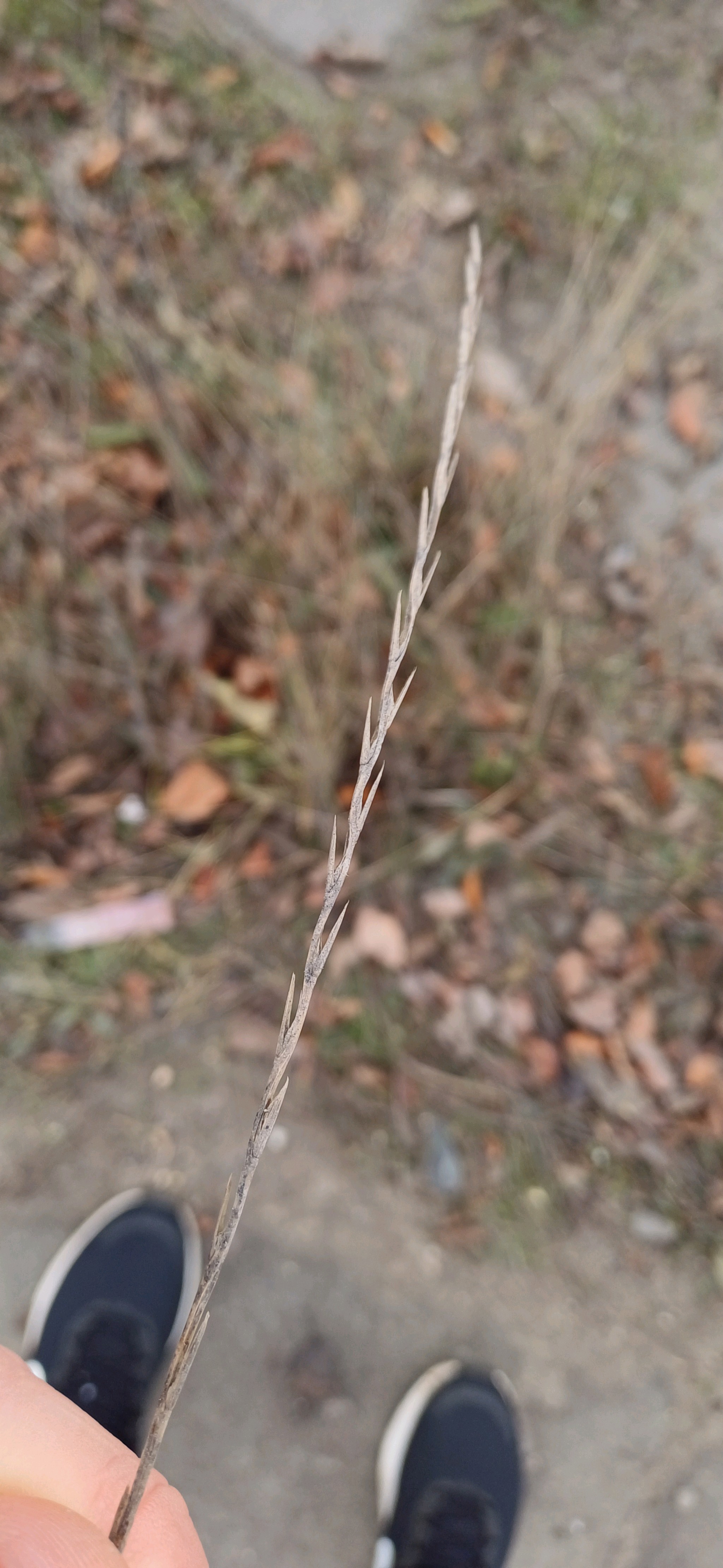 Lolium perenne (Perennial Ryegrass) (alternate view 11)