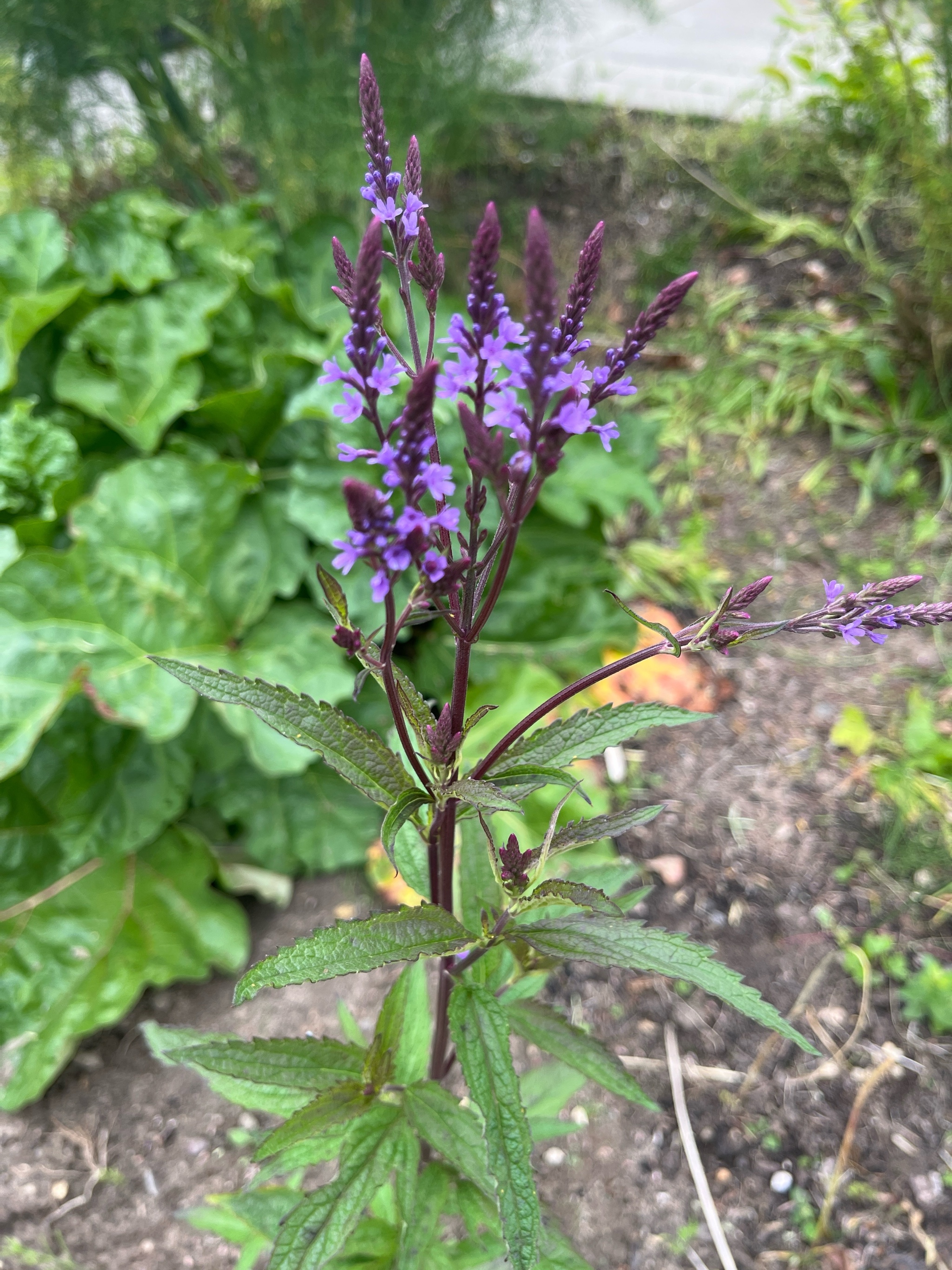 Verbena hastata (Blue Vervain) (alternate view 11)