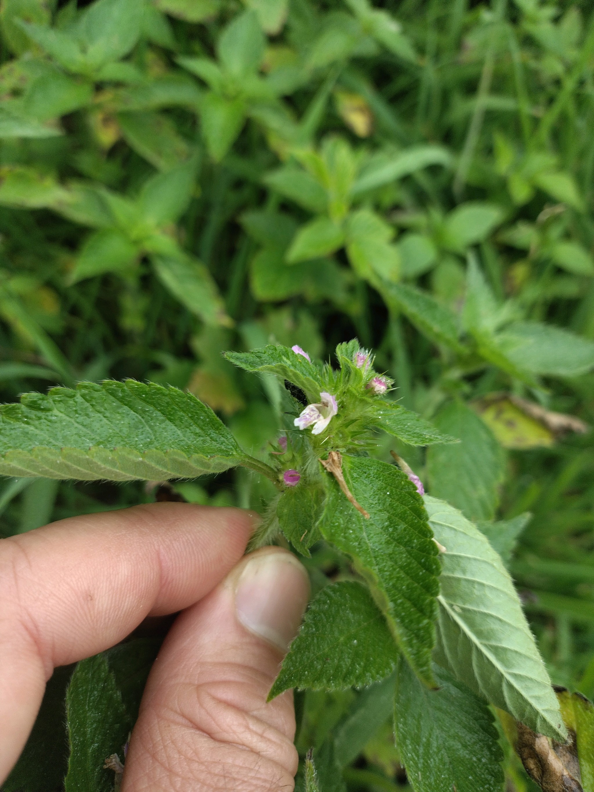 Galeopsis bifida (Bifid Hemp-nettle) (alternate view 12)