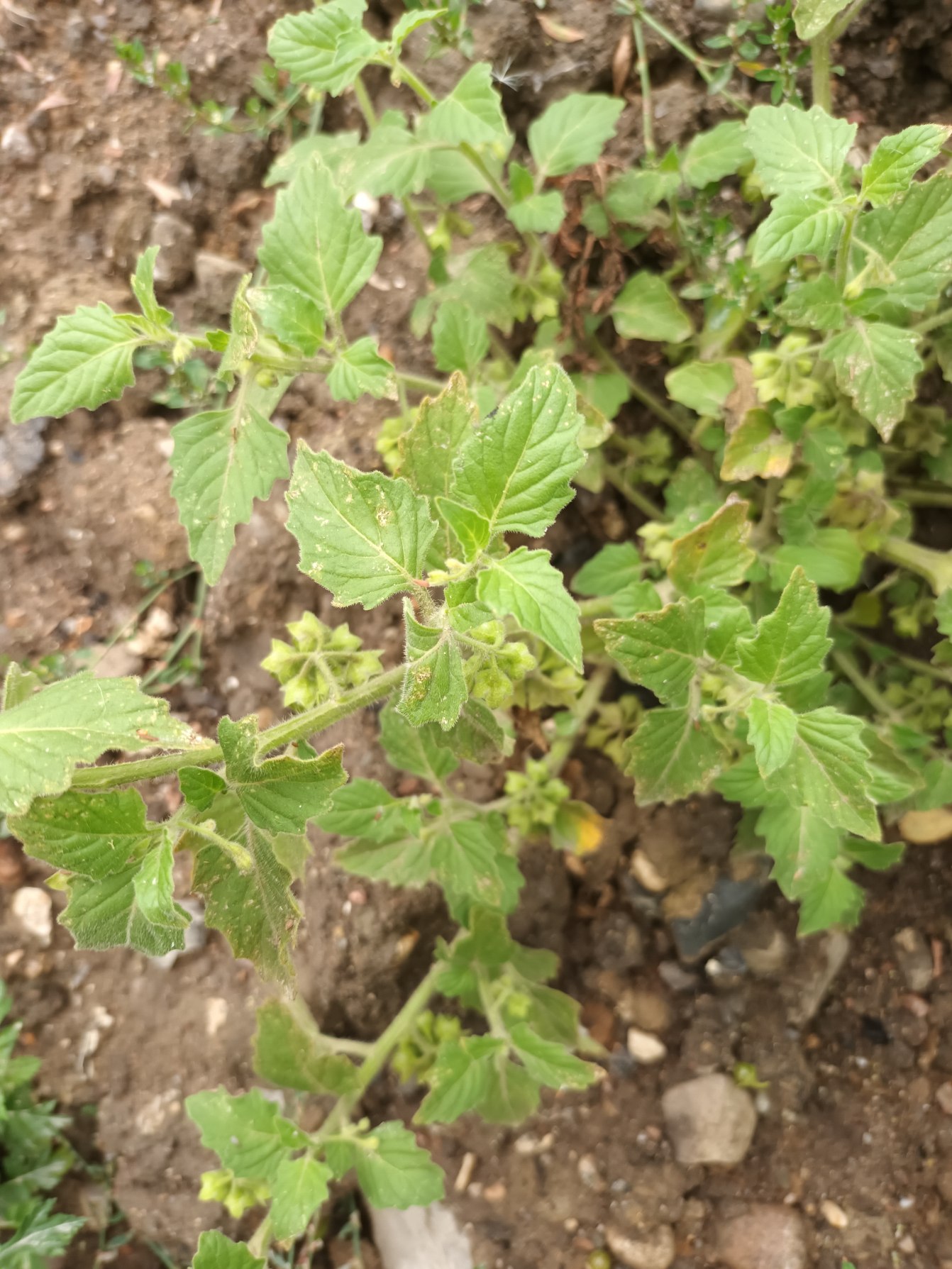 Solanum physalifolium (hairy nightshade) (alternate view 10)