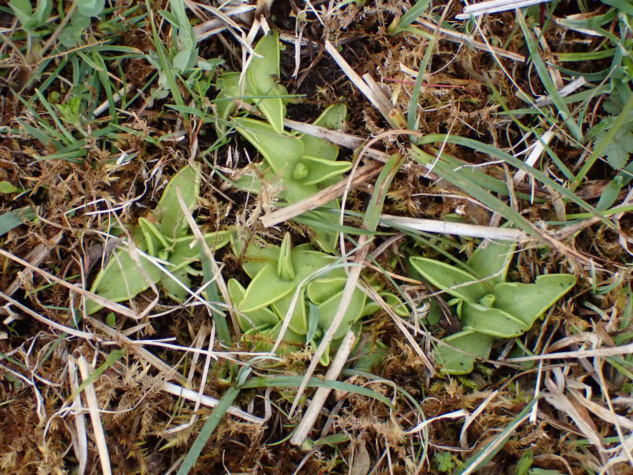 Pinguicula vulgaris (Common Butterwort) (alternate view 11)