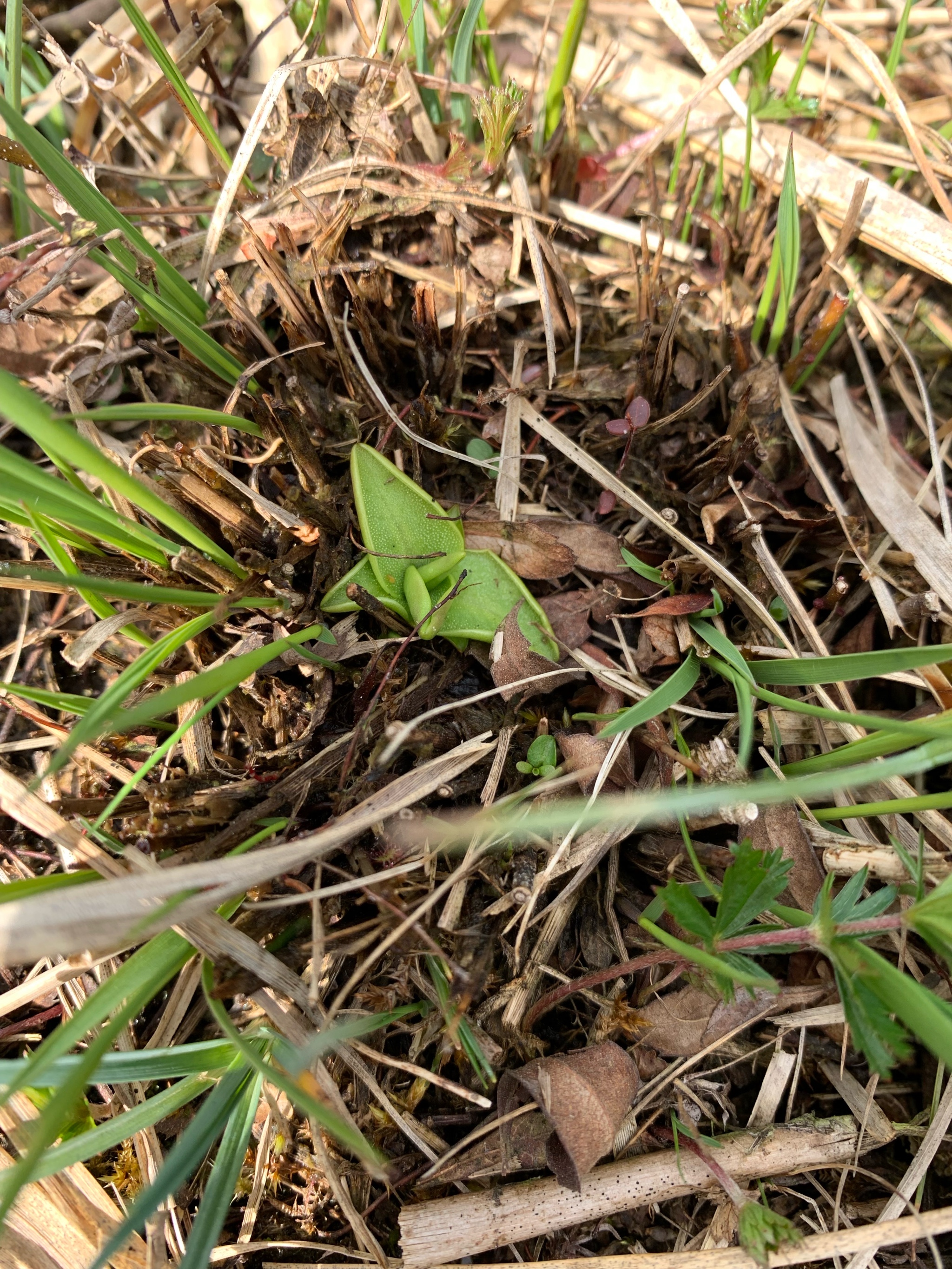 Pinguicula vulgaris (Common Butterwort) (alternate view 14)