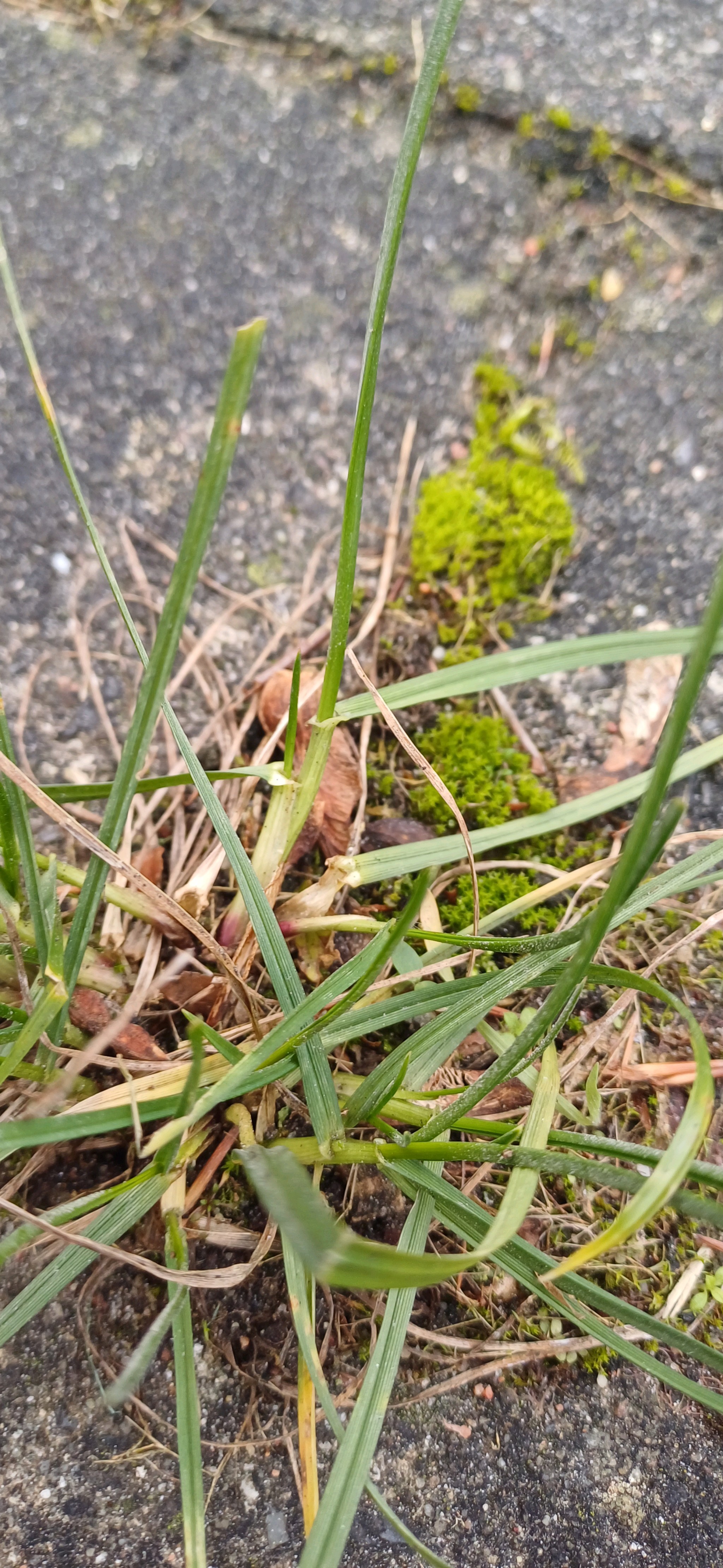 Lolium perenne (Perennial Ryegrass) (alternate view 12)