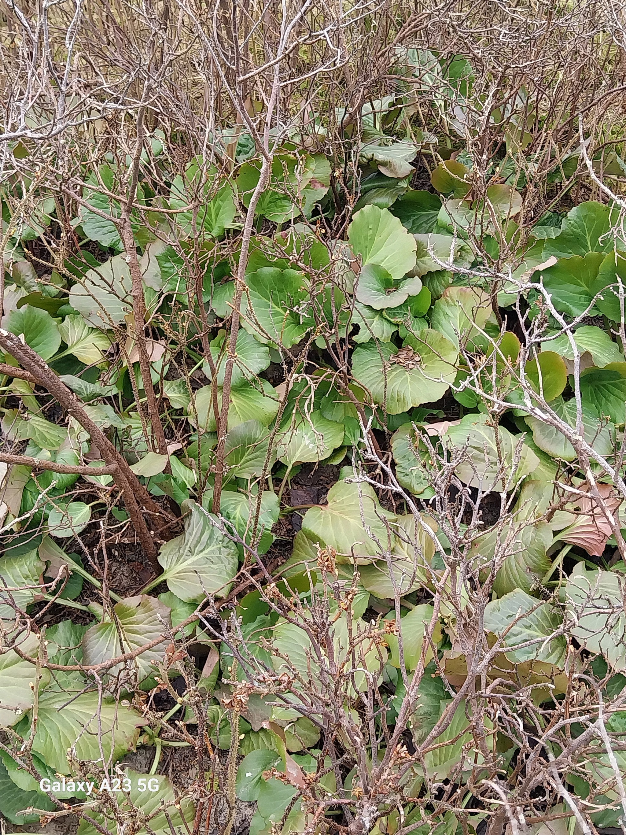 Bergenia cordifolia, Elephant's ears — clumping evergreen (Saxifragaceae) (image 3 of 10)