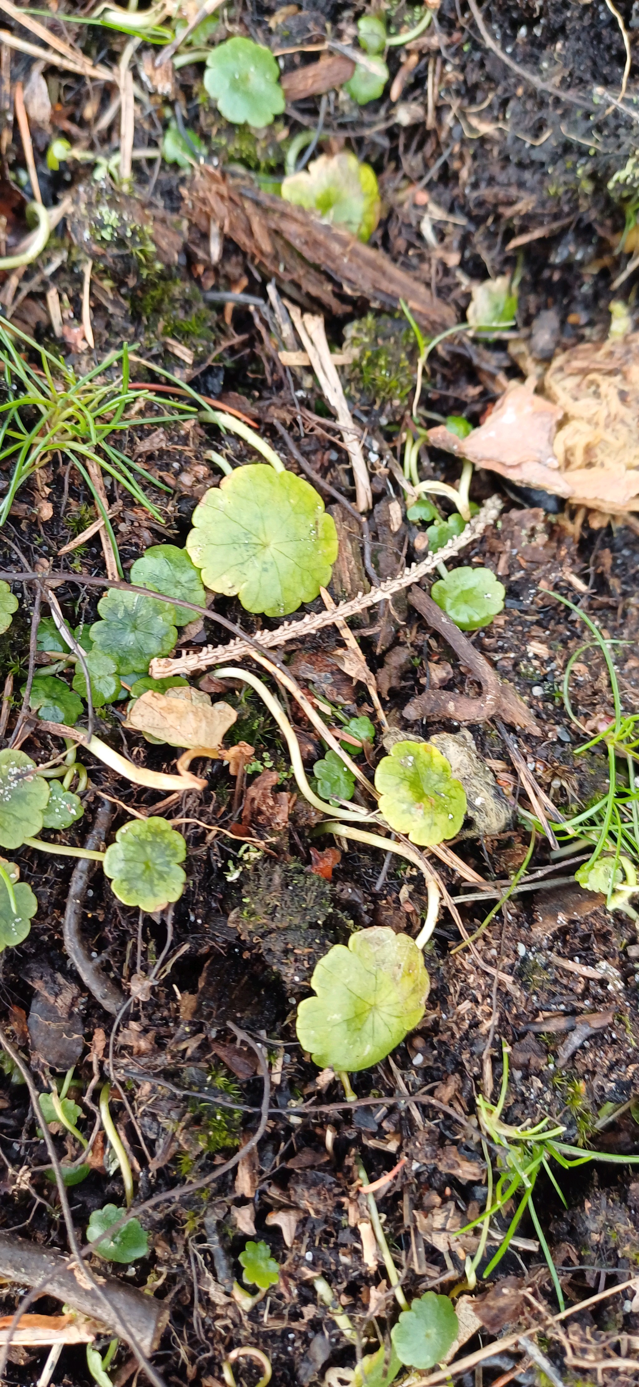 Hydrocotyle vulgaris (Marsh Pennywort) (alternate view 14)