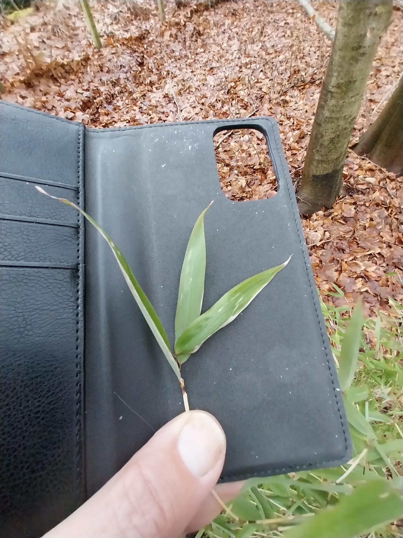 Fargesia murielae (Umbrella Bamboo)