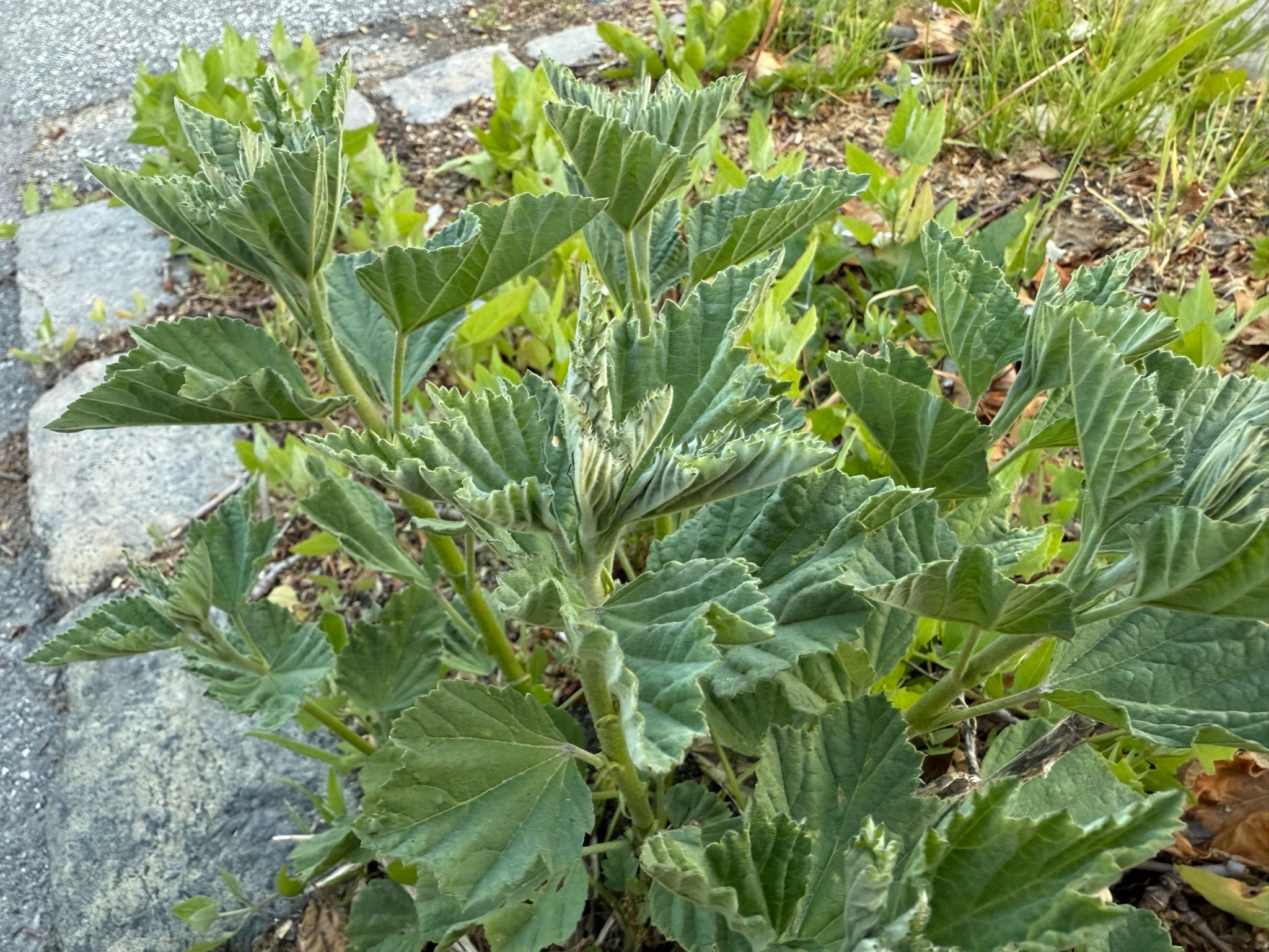 Althaea officinalis (marsh mallow) (alternate view 12)