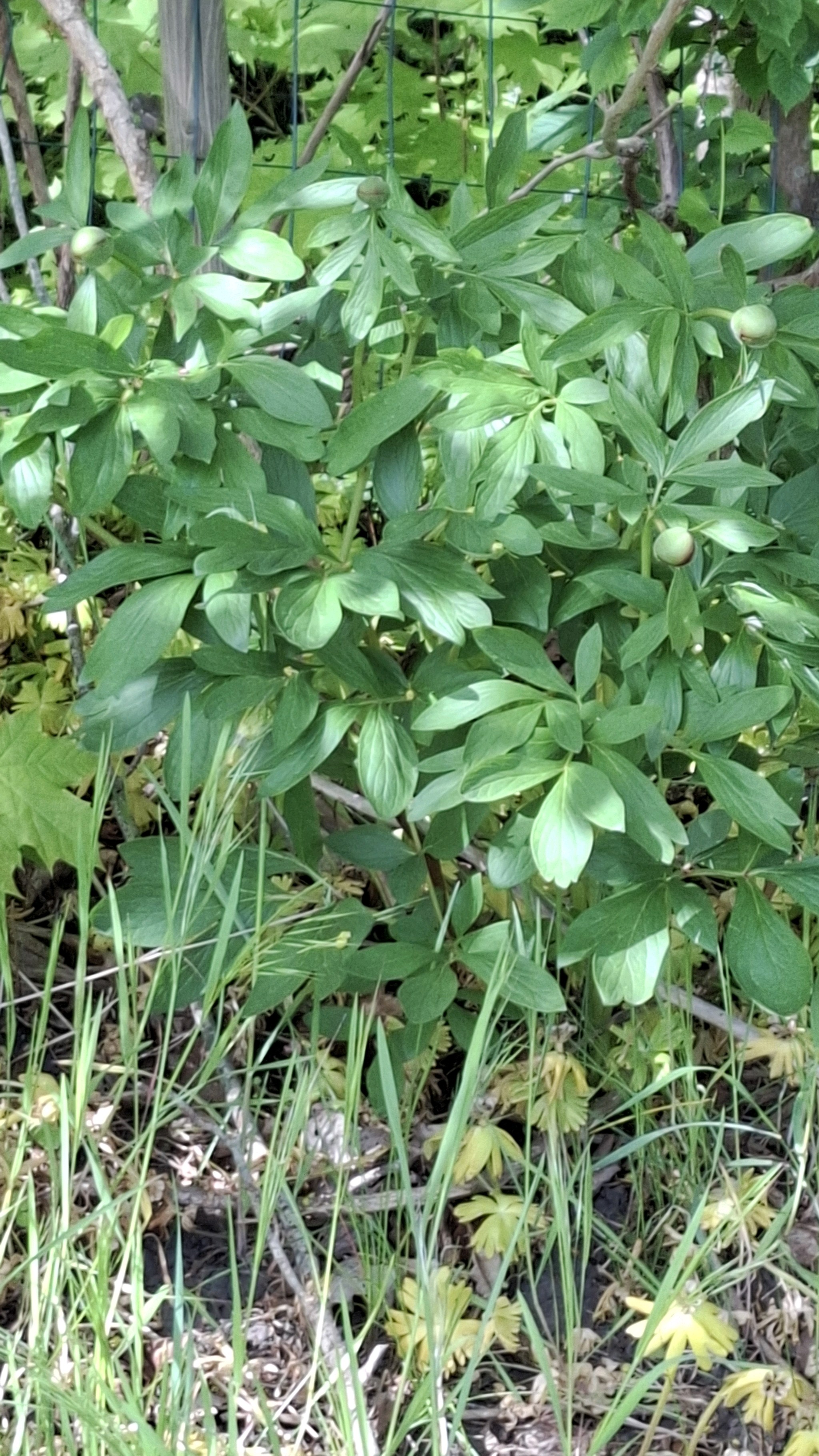 Paeonia officinalis (common peony) (alternate view 10)