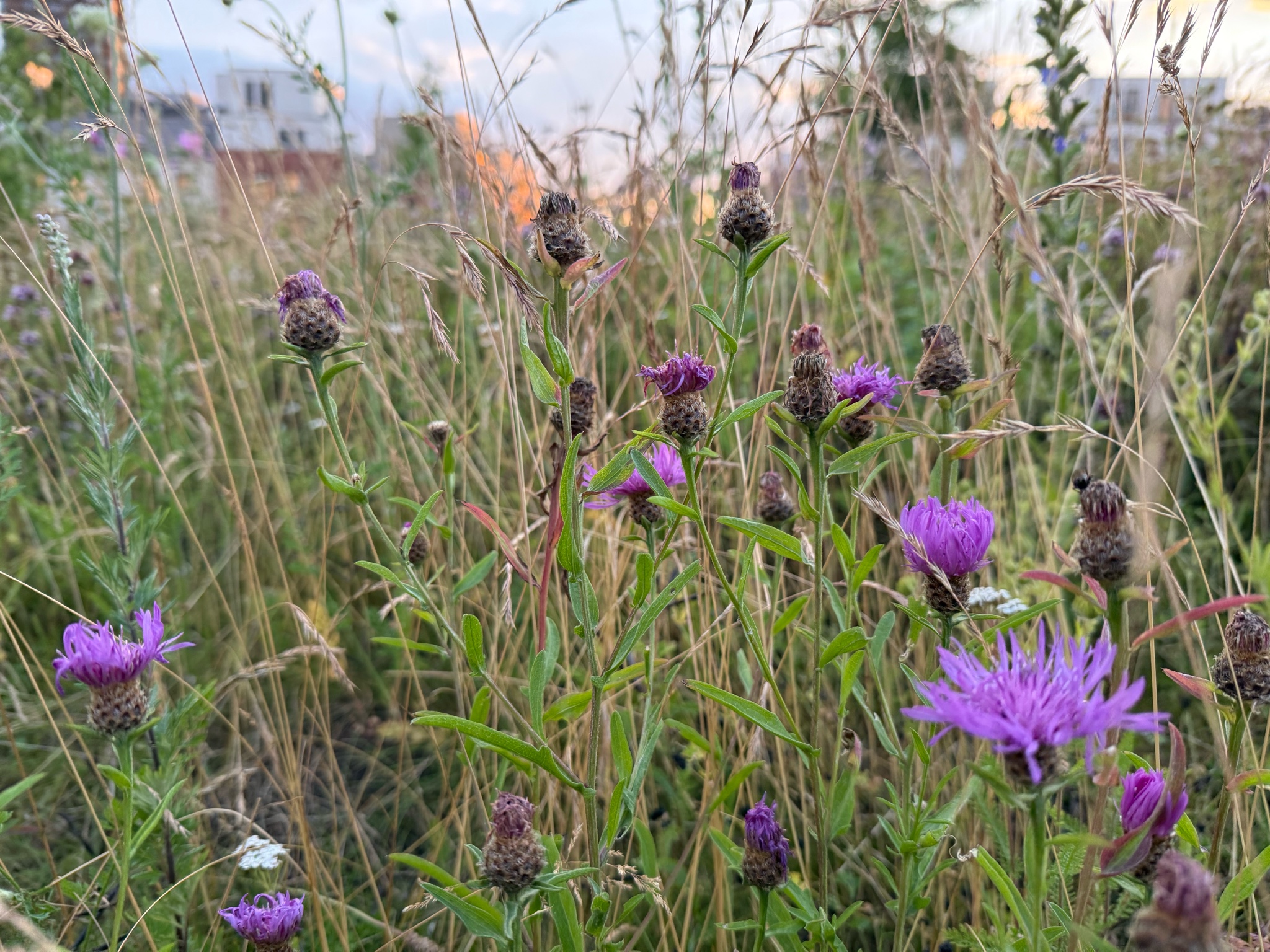 Centaurea × moncktonii (Monckton's Knapweed)