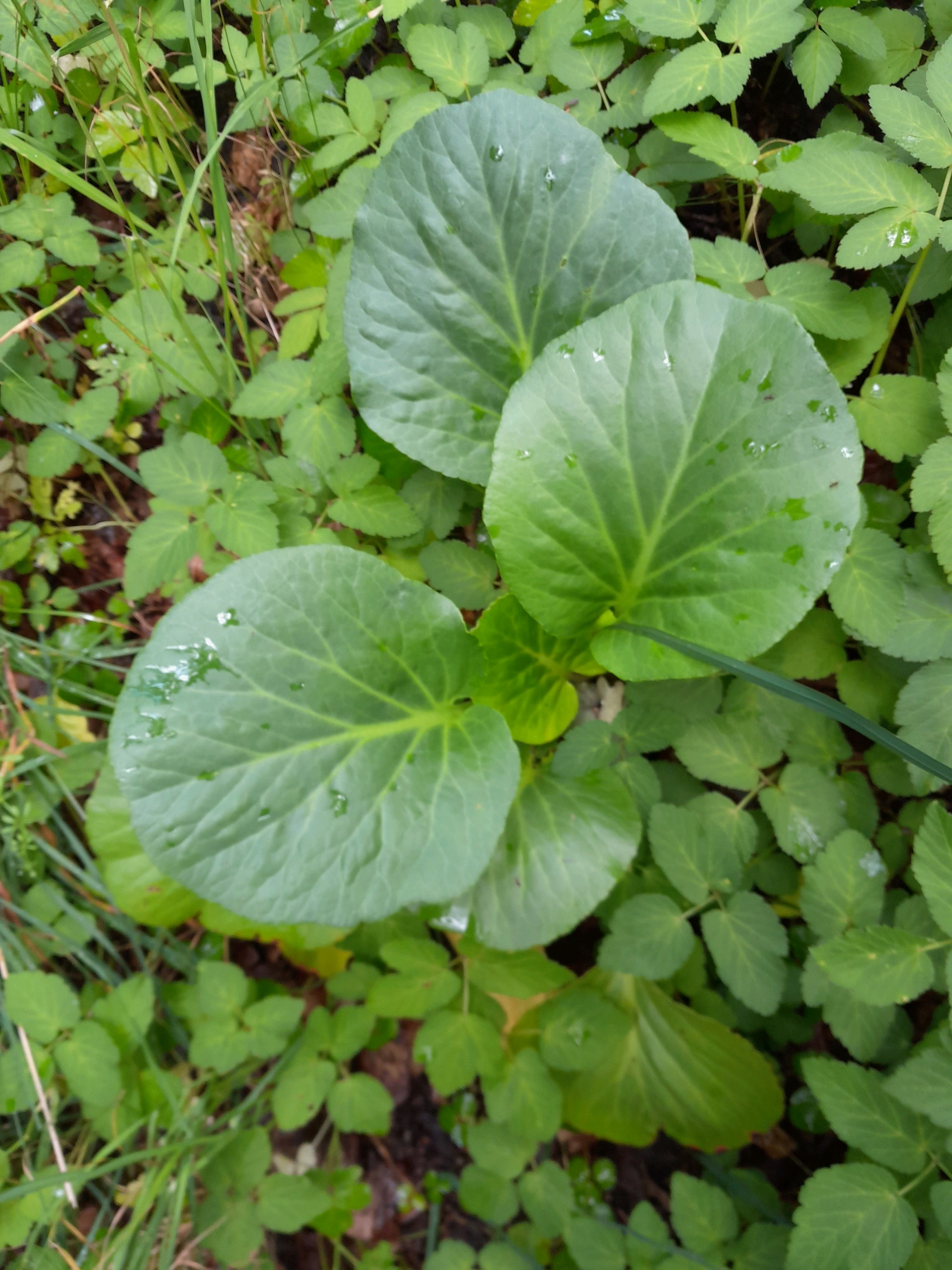 Bergenia cordifolia, Elephant's ears — clumping evergreen (Saxifragaceae) (image 8 of 10)