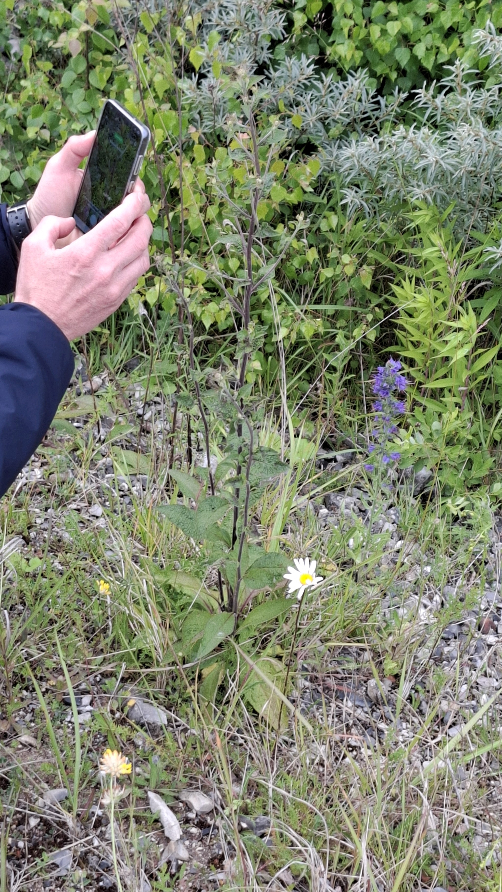 Pentanema squarrosum (Ploughman's-spikenard) (alternate view 15)