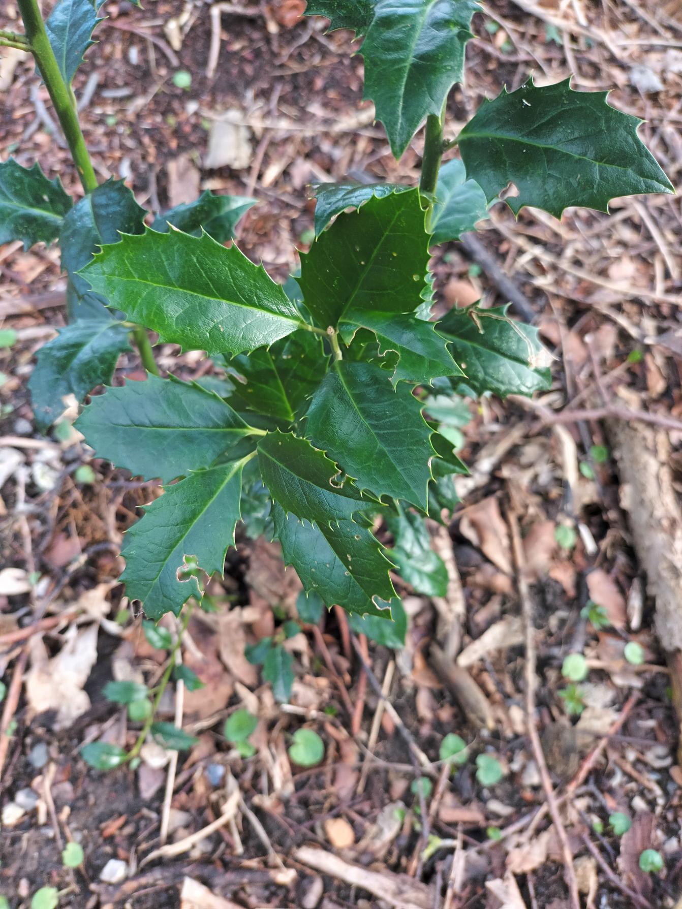 Ilex meserveae (Meserve Holly) (alternate view 12)