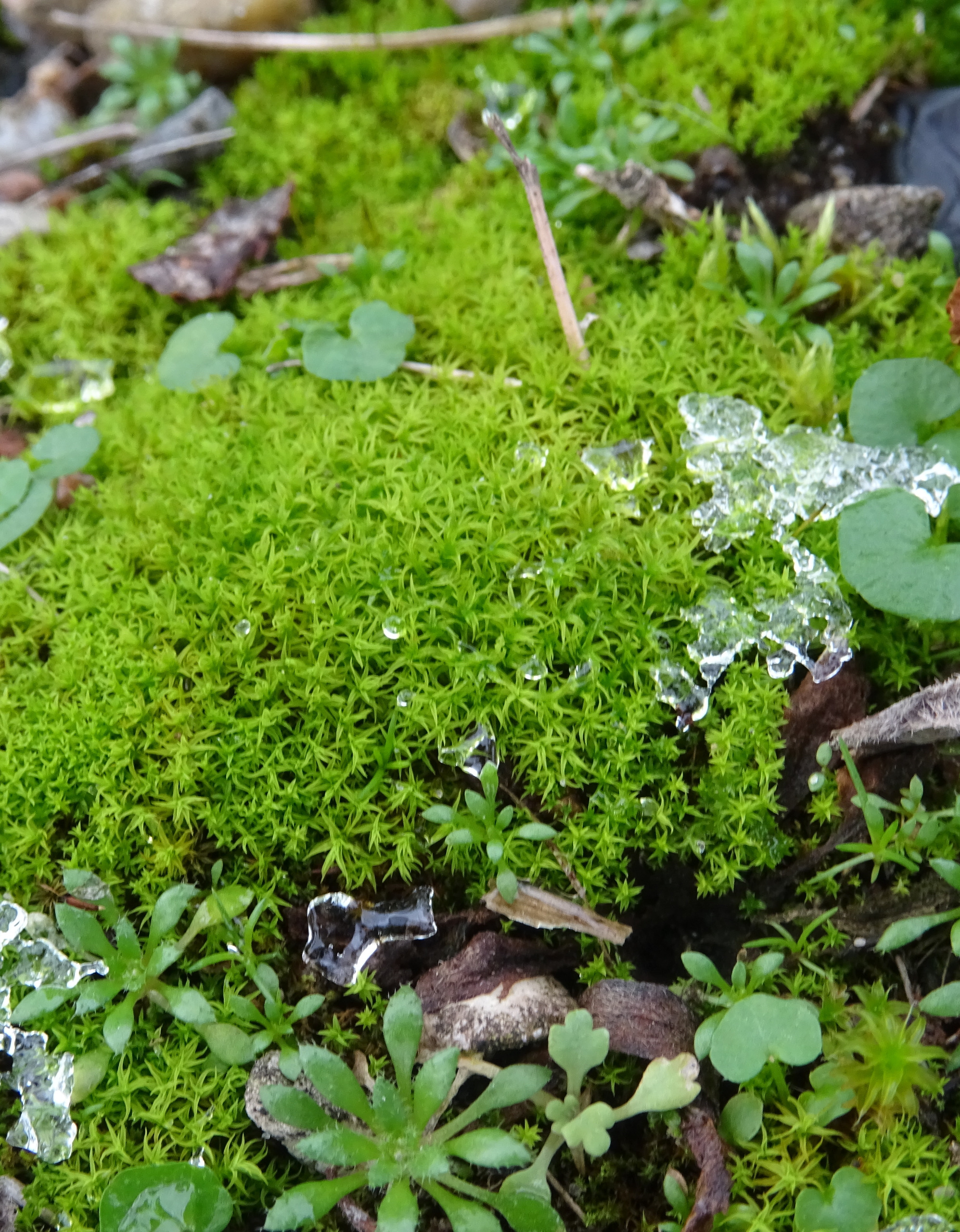 Vinealobryum insulanum (Cylindric Beard-moss) (alternate view 7)
