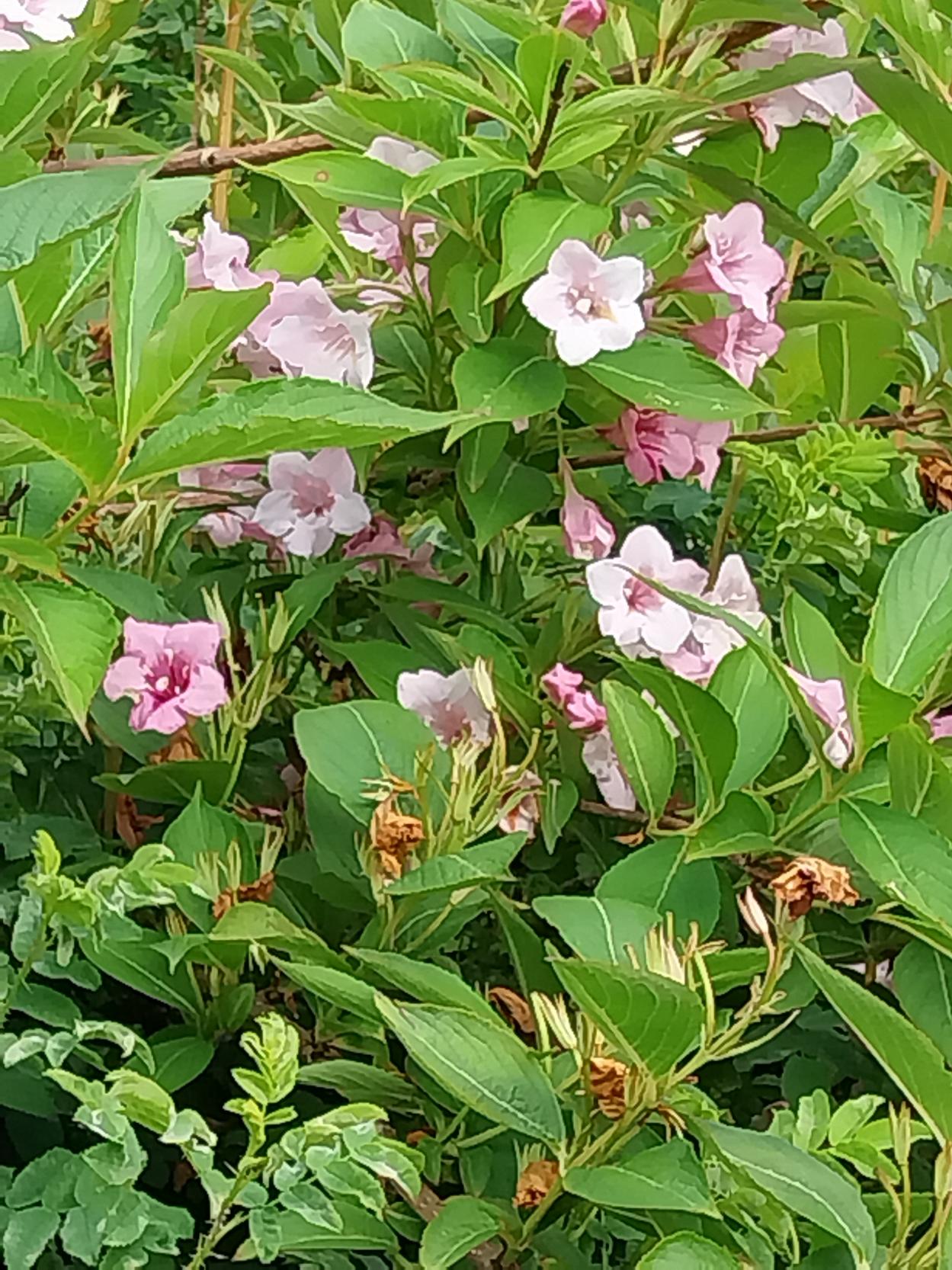 Weigela florida (weigela) (alternate view 14)