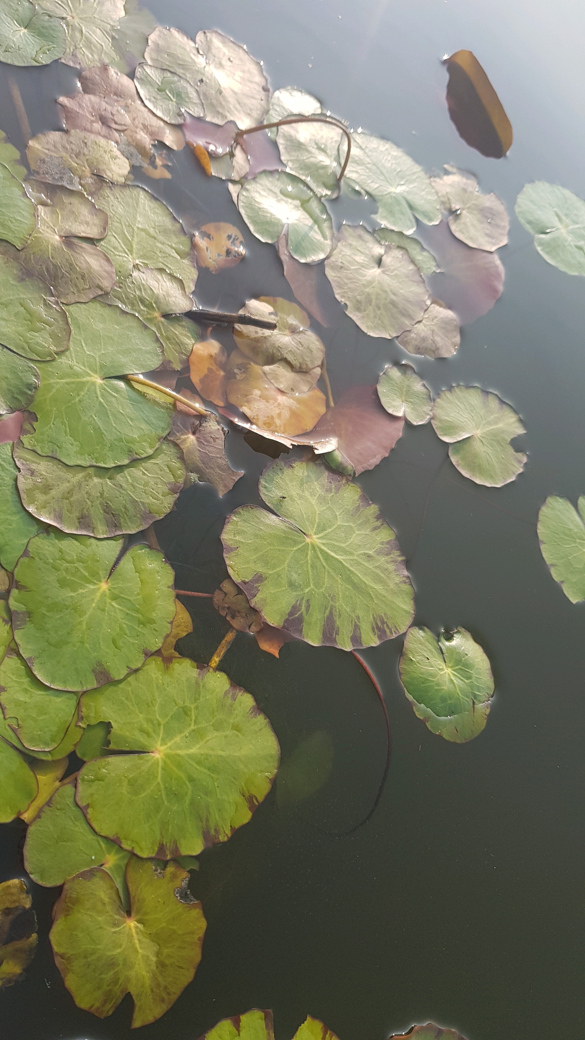 Nymphoides peltata (water fringe) (alternate view 15)